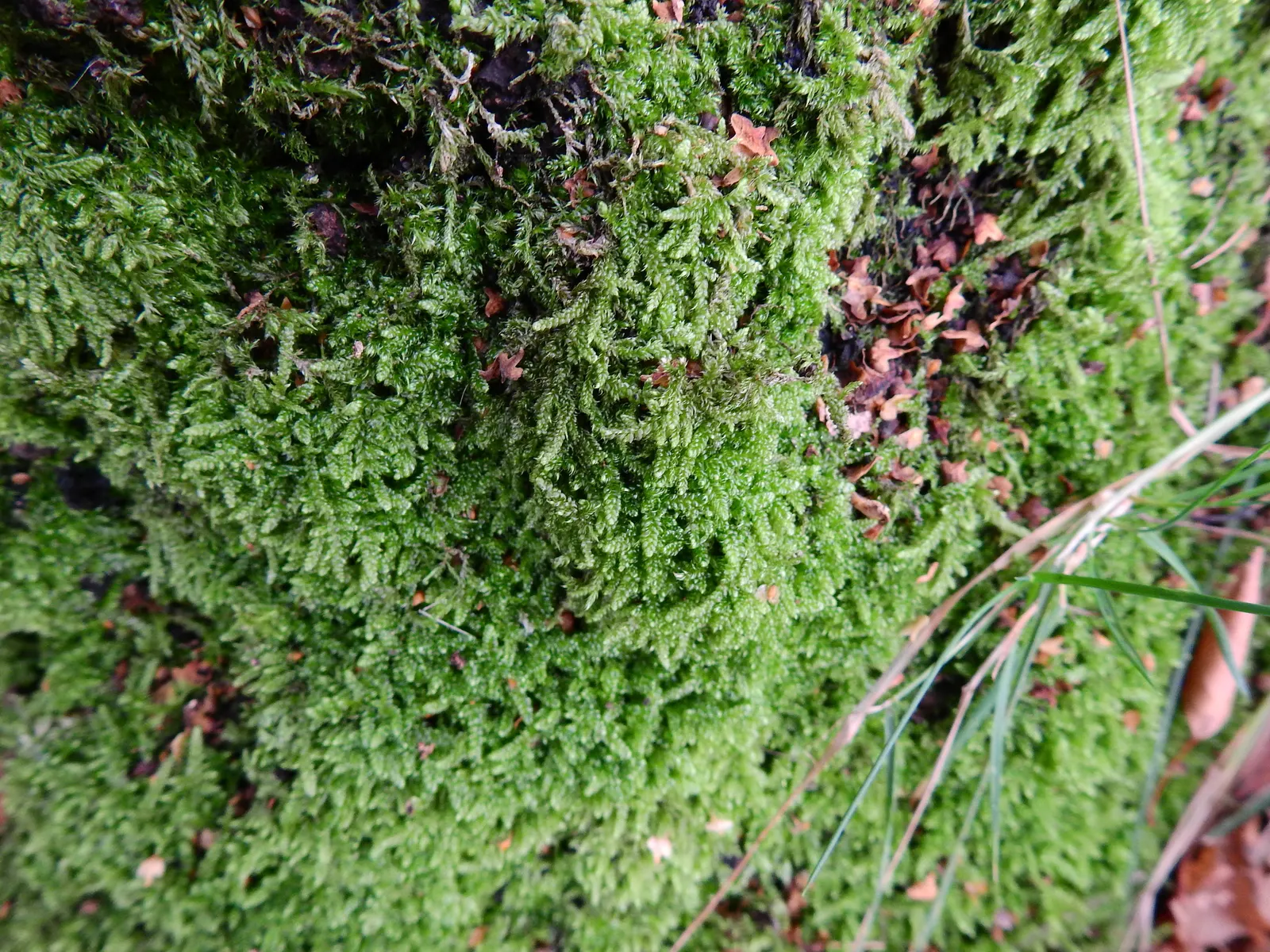 Moss Cypress (Chamaecyparis pisifera 'Squarrosa') — with a spread of approximately 4 to 5 feet.<br><br>Hardy in USDA zones 4 through 8; is a, image 55