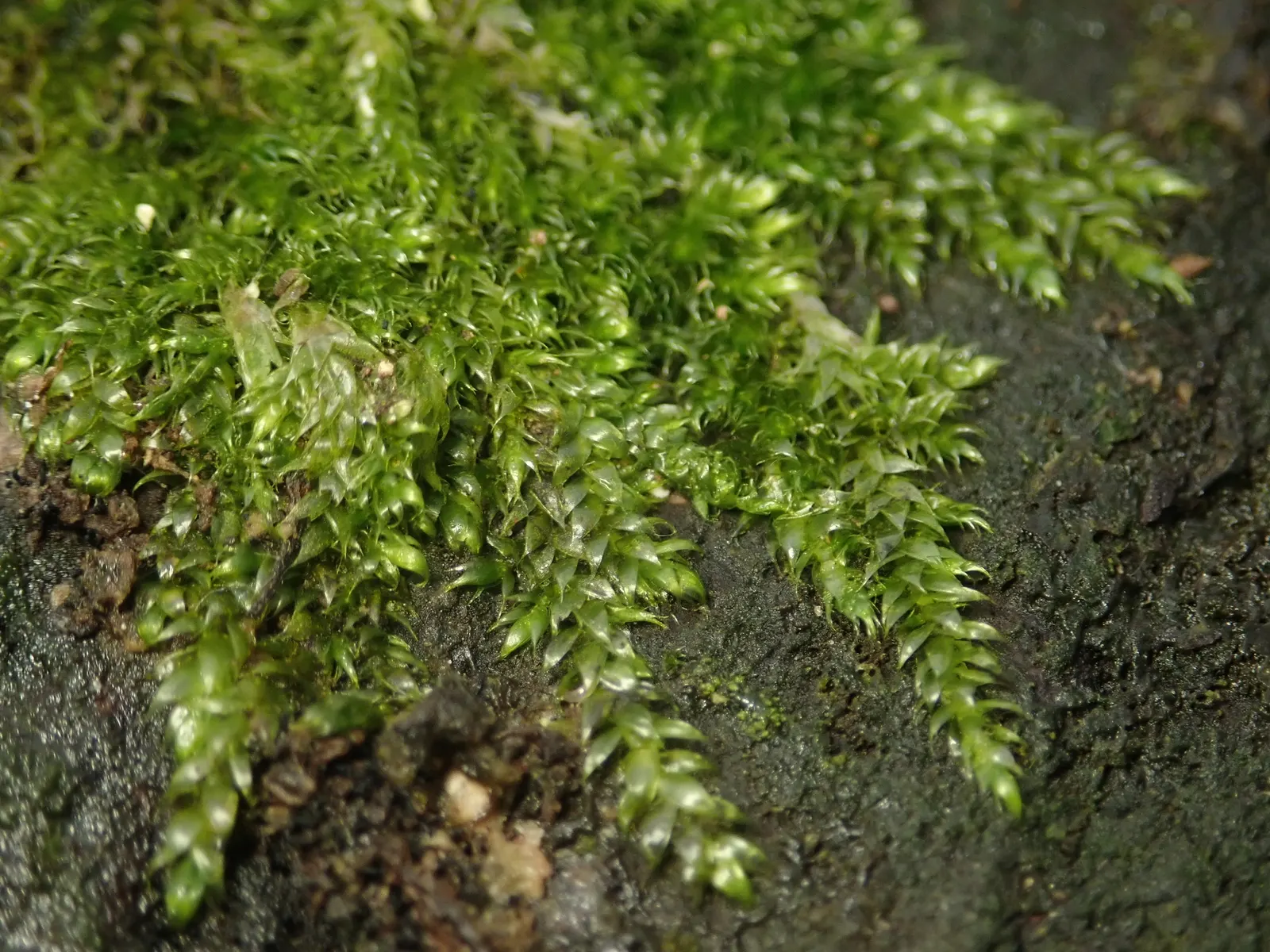 Moss Cypress (Chamaecyparis pisifera 'Squarrosa') — Preferring full sun to partial shade, it's perfect for adding contrast and softness to, image 49