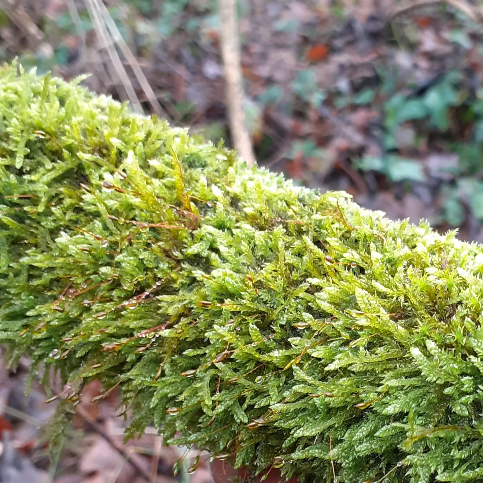 Moss Cypress (Chamaecyparis pisifera 'Squarrosa') — Regular watering is essential when the tree is establishing