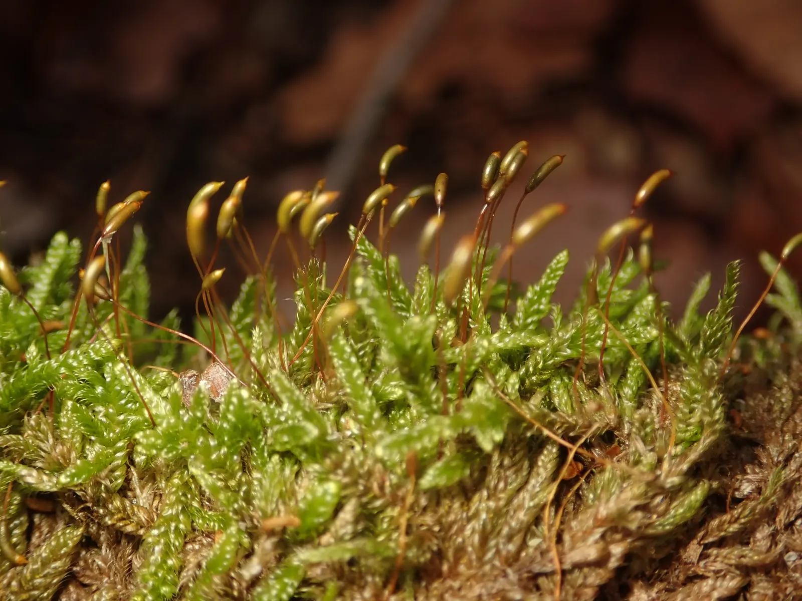 Moss Cypress (Chamaecyparis pisifera 'Squarrosa') — This evergreen cultivar is characterized by its fine; as it keeps its shape without the need, image 53