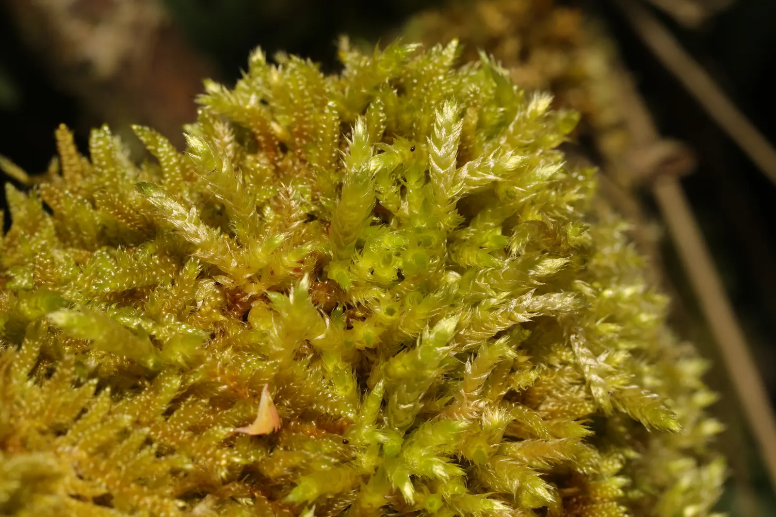Moss Cypress (Chamaecyparis pisifera 'Squarrosa') — The Moss Cypress, Chamaecyparis p; maturing to 10-12 feet tall and 8-10 feet wide, it thrives, image 45