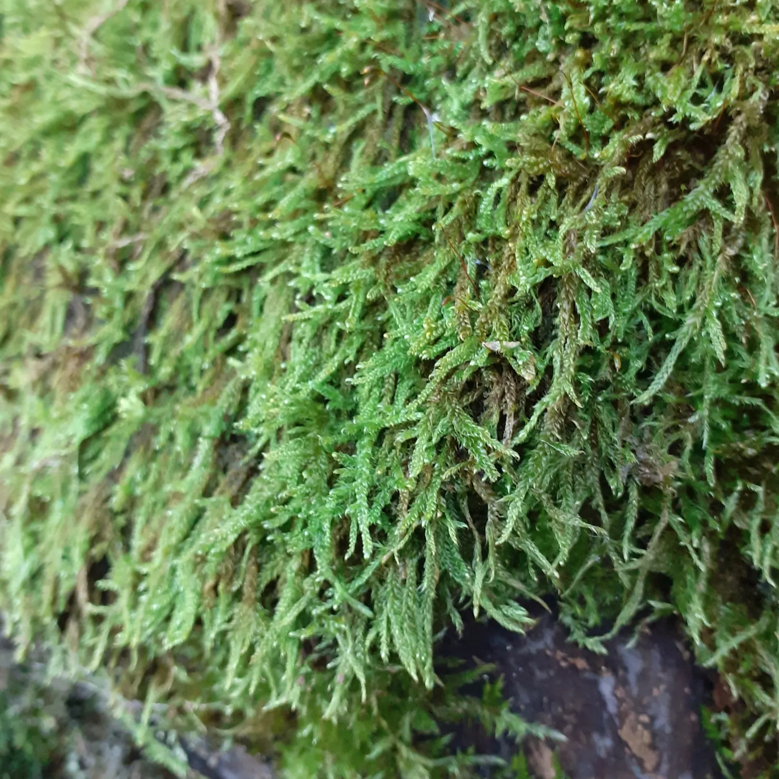 Moss Cypress (Chamaecyparis pisifera 'Squarrosa') — but once settled it exhibits good drought tolerance; regular watering is essential when the, image 59
