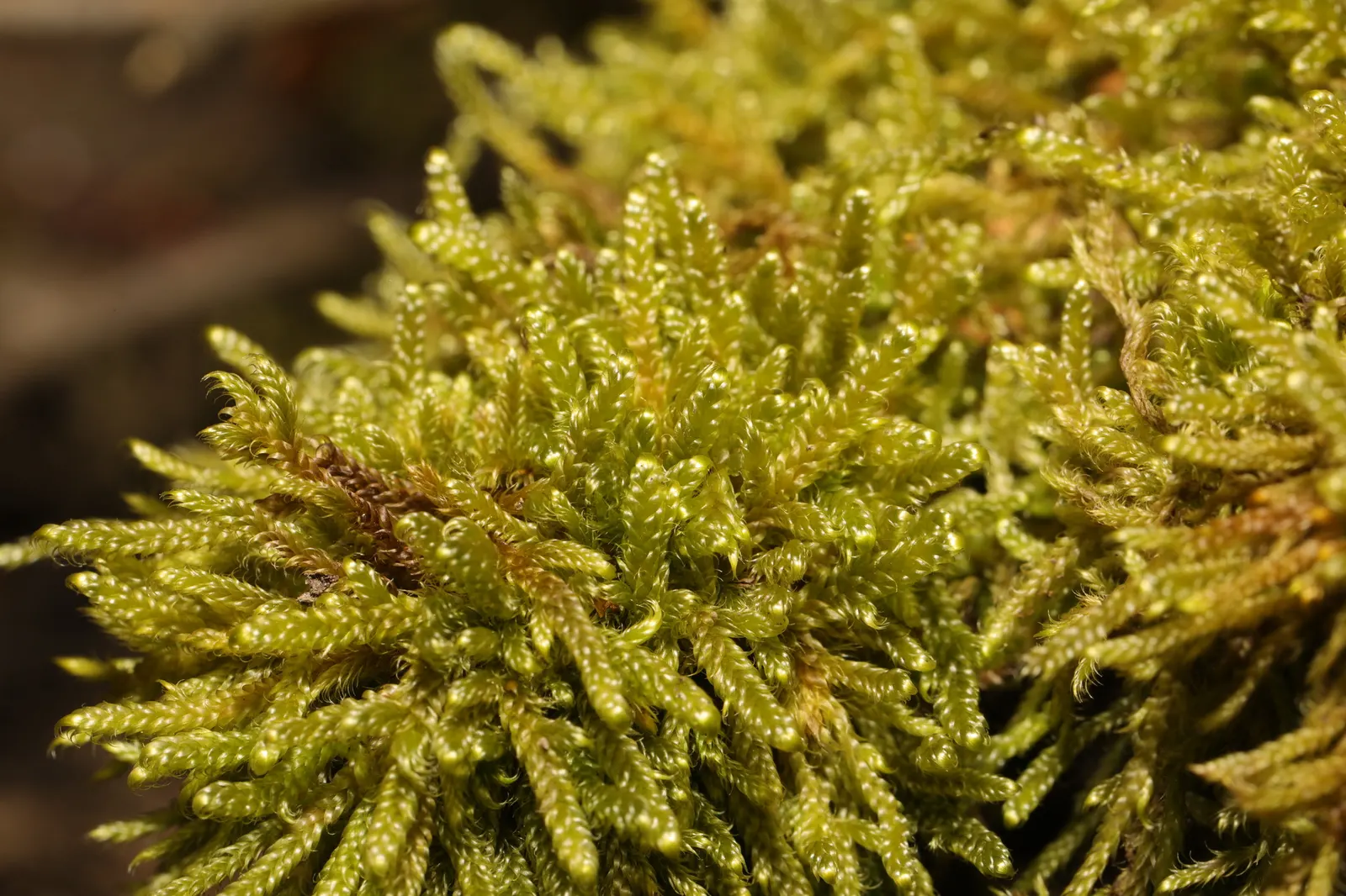 Moss Cypress (Chamaecyparis pisifera 'Squarrosa') — This evergreen cultivar is characterized by its fine; as it keeps its shape without the need for regular