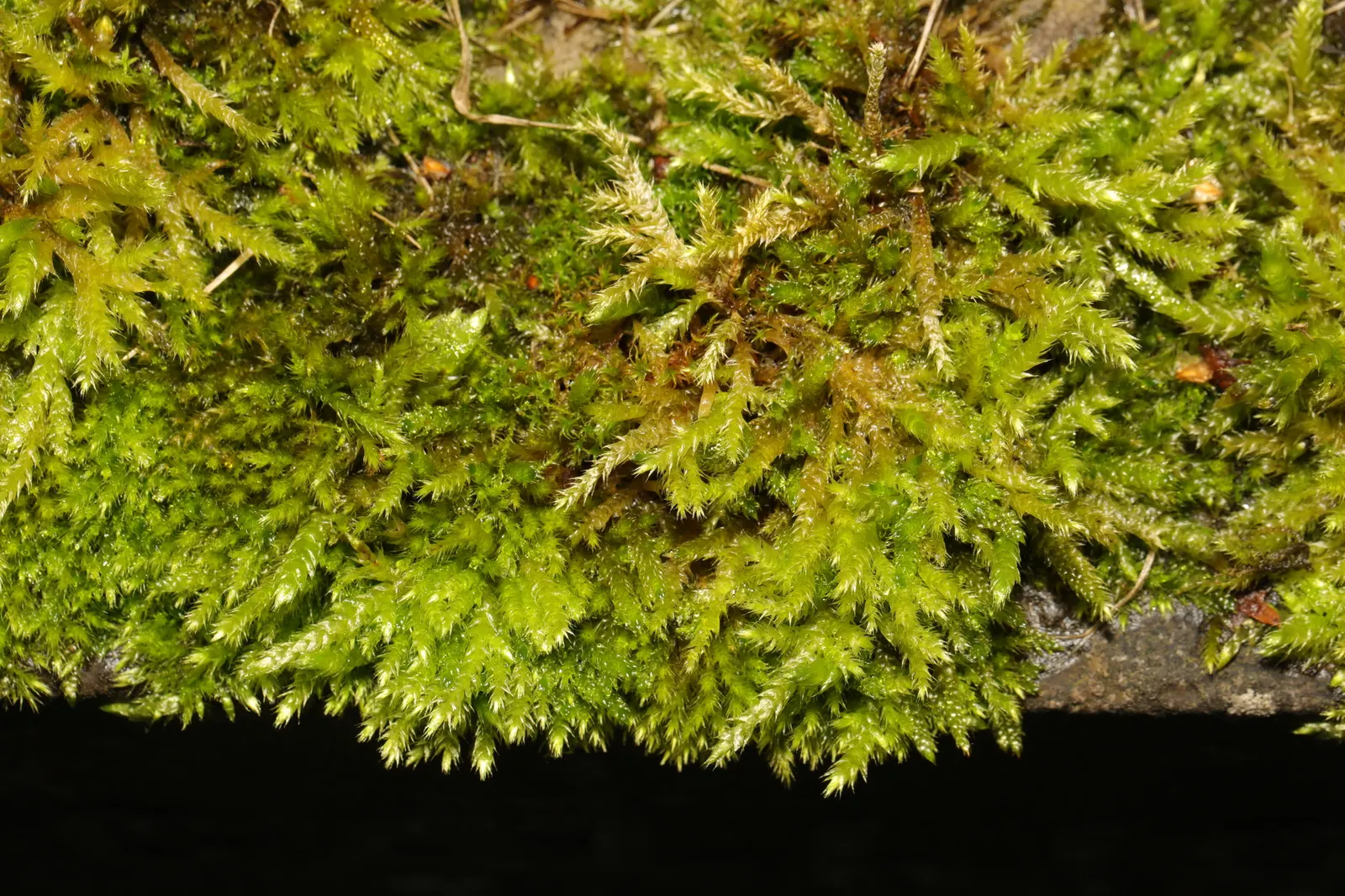 Moss Cypress (Chamaecyparis pisifera 'Squarrosa') — It prefers well-draining soil, though it is moderately adaptable to different soil types; conifer / shrub
