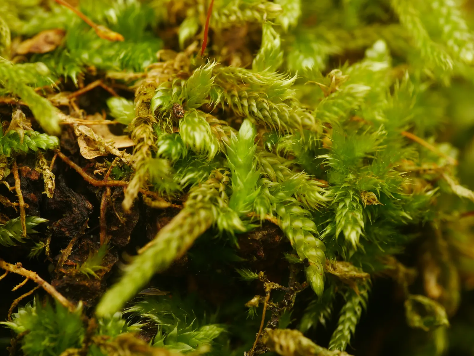 Moss Cypress (Chamaecyparis pisifera 'Squarrosa') — 'Squarrosa,' is a striking evergreen conifer featuring blue-green; with a spread of, image 68