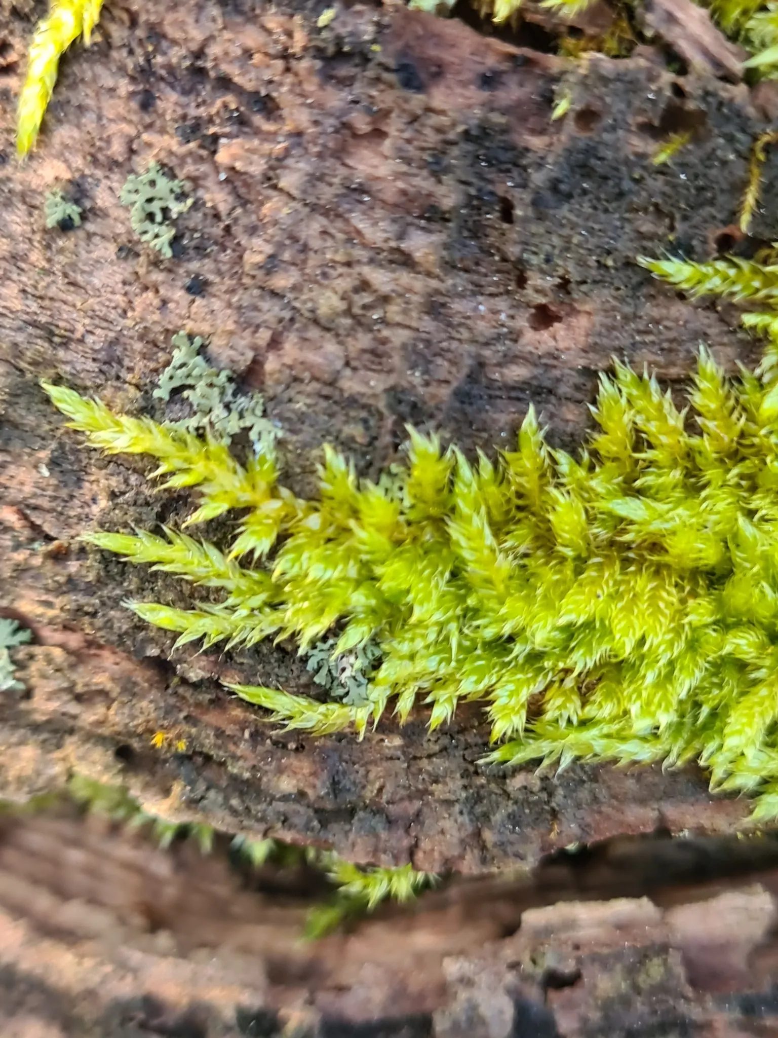 Moss Cypress (Chamaecyparis pisifera 'Squarrosa') — This evergreen cultivar is characterized by its fine