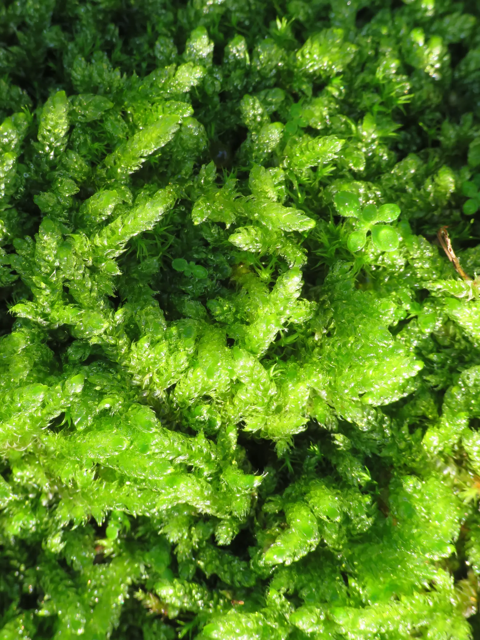 Moss Cypress (Chamaecyparis pisifera 'Squarrosa') — Preferring full sun to partial shade, it's perfect for adding contrast and softness to landscapes