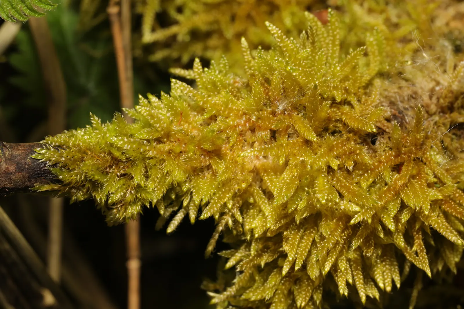Moss Cypress (Chamaecyparis pisifera 'Squarrosa') — The Moss Cypress, Chamaecyparis p