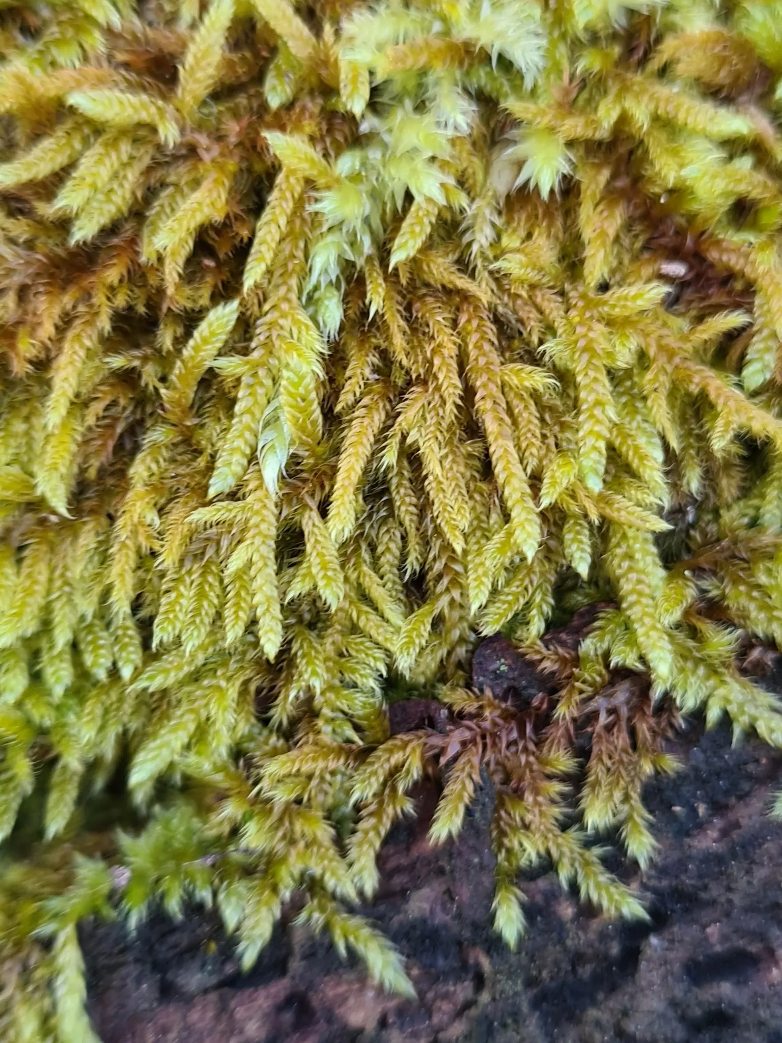 Moss Cypress (Chamaecyparis pisifera 'Squarrosa') — Regular watering helps establish its extensive root system, ensuring robust growth and health