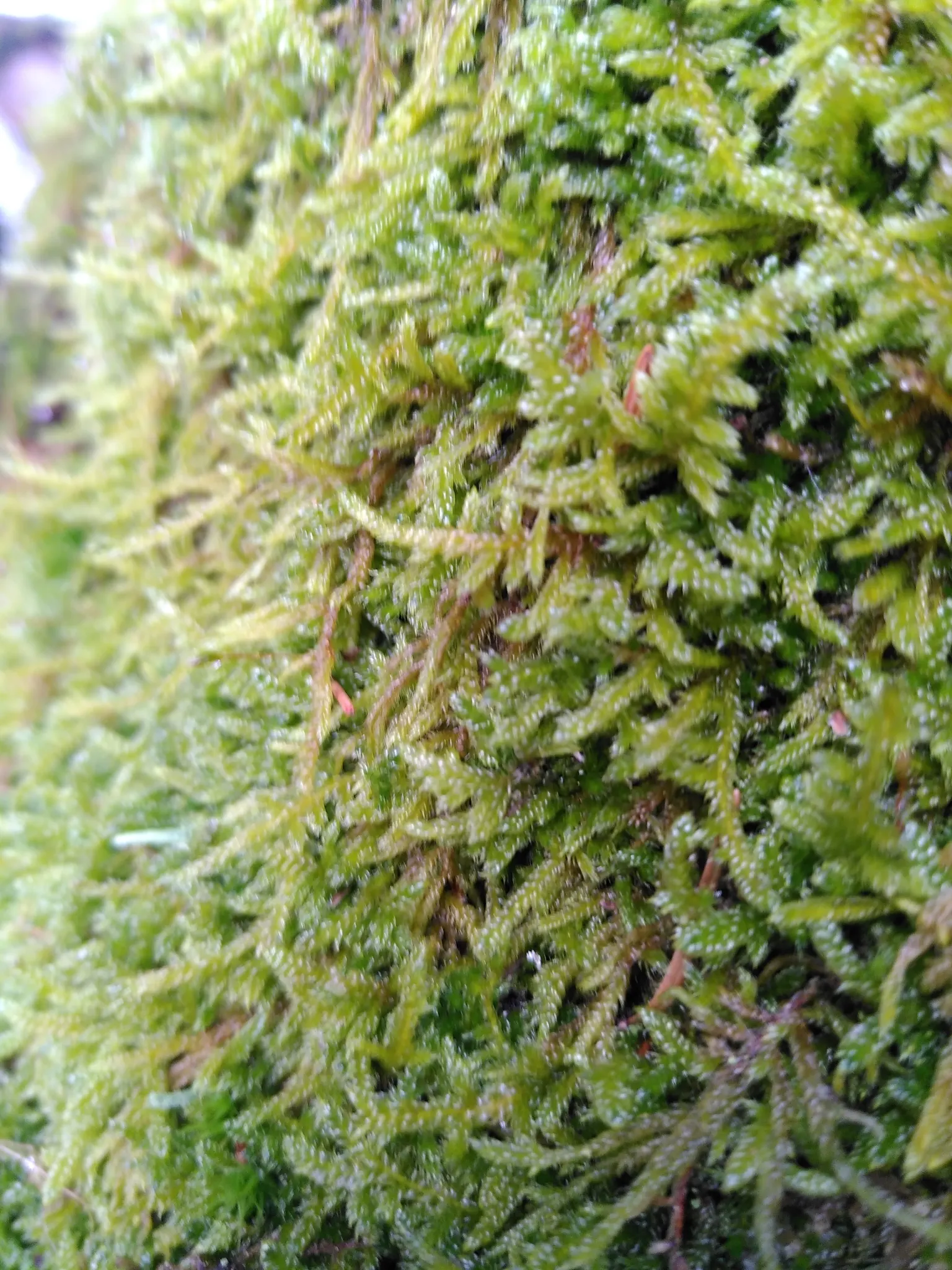 Moss Cypress (Chamaecyparis pisifera 'Squarrosa') — feathery foliage with a unique; showcasing its unique texture and color