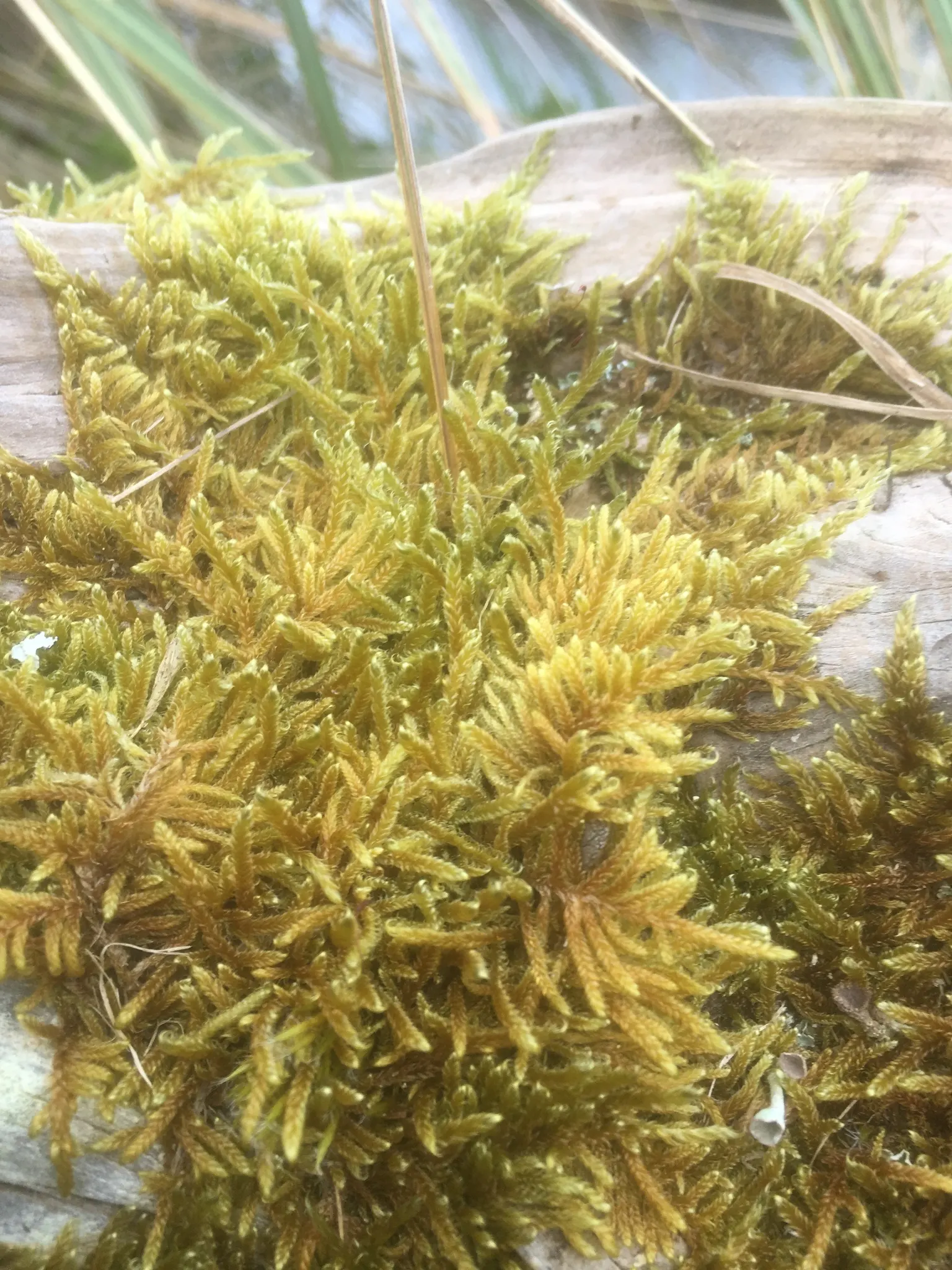 Moss Cypress (Chamaecyparis pisifera 'Squarrosa') — Chamaecyparis pisifera 'Squarrosa' functions well as a specimen plant; regular watering helps establish its