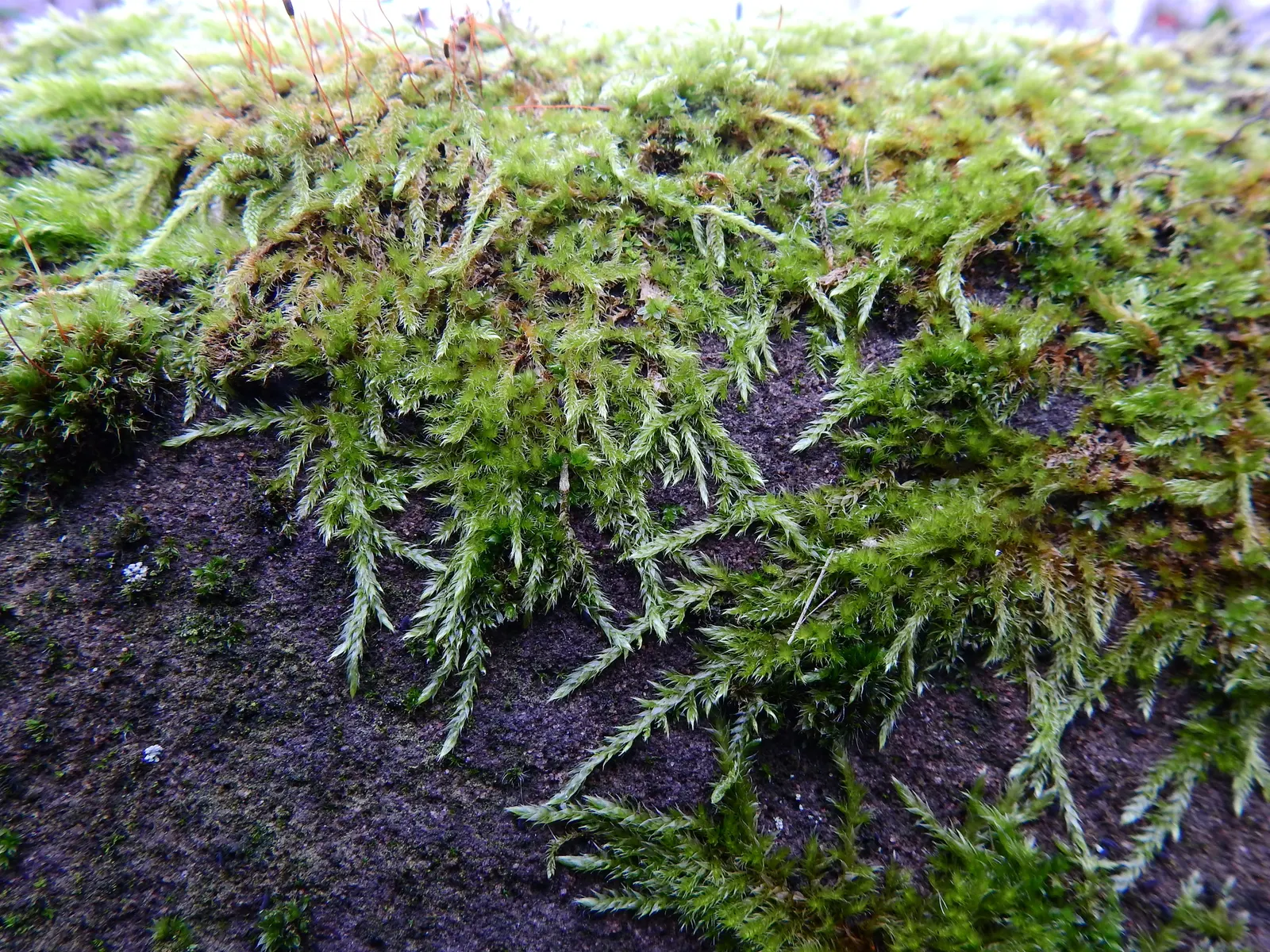 Moss Cypress (Chamaecyparis pisifera 'Squarrosa') — the Moss Cypress thrives in full sun to partial shade