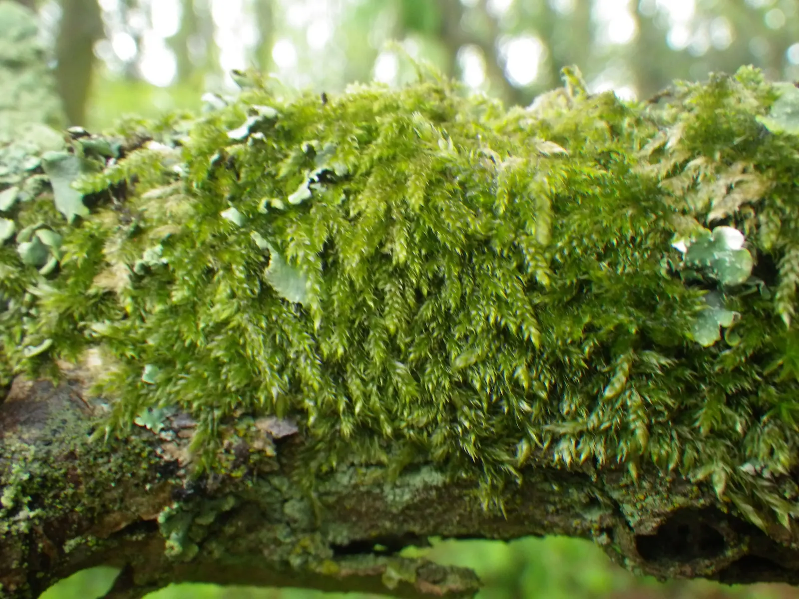 Moss Cypress (Chamaecyparis pisifera 'Squarrosa') — with a spread of approximately 4 to 5 feet.<br><br>Hardy in USDA zones 4 through 8; is a distinctive