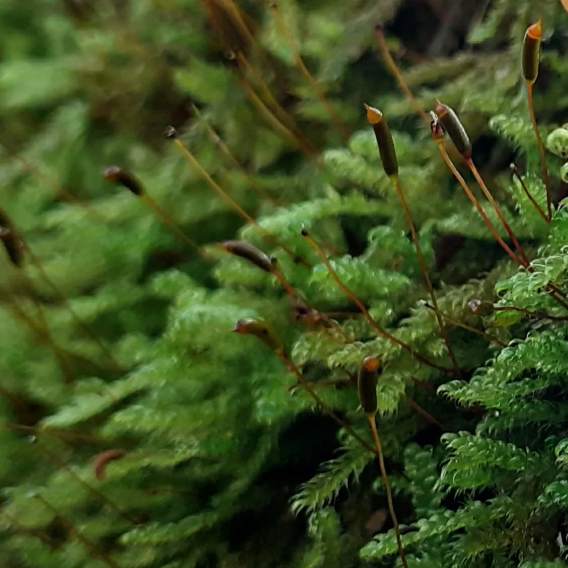Moss Cypress (Chamaecyparis pisifera 'Squarrosa') — It could also integrate effectively into mixed borders and conifer collections; the Moss Cypress is a