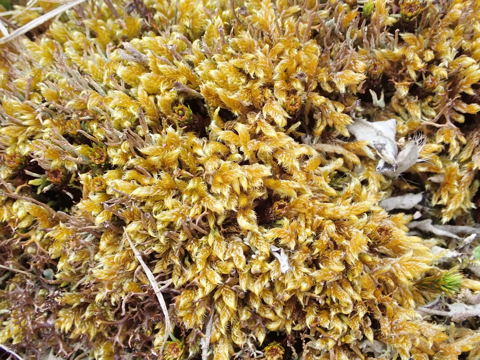 Moss Cypress (Chamaecyparis pisifera 'Squarrosa') — The Moss Cypress, Chamaecyparis p; maturing to 10-12 feet tall and 8-10 feet wide, it thrives, image 67