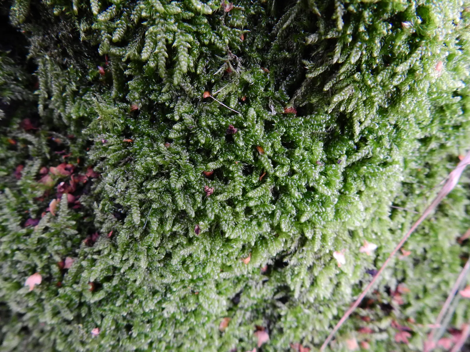 Moss Cypress (Chamaecyparis pisifera 'Squarrosa') — Chamaecyparis pisifera 'Squarrosa' functions well as a specimen plant; regular watering helps, image 61