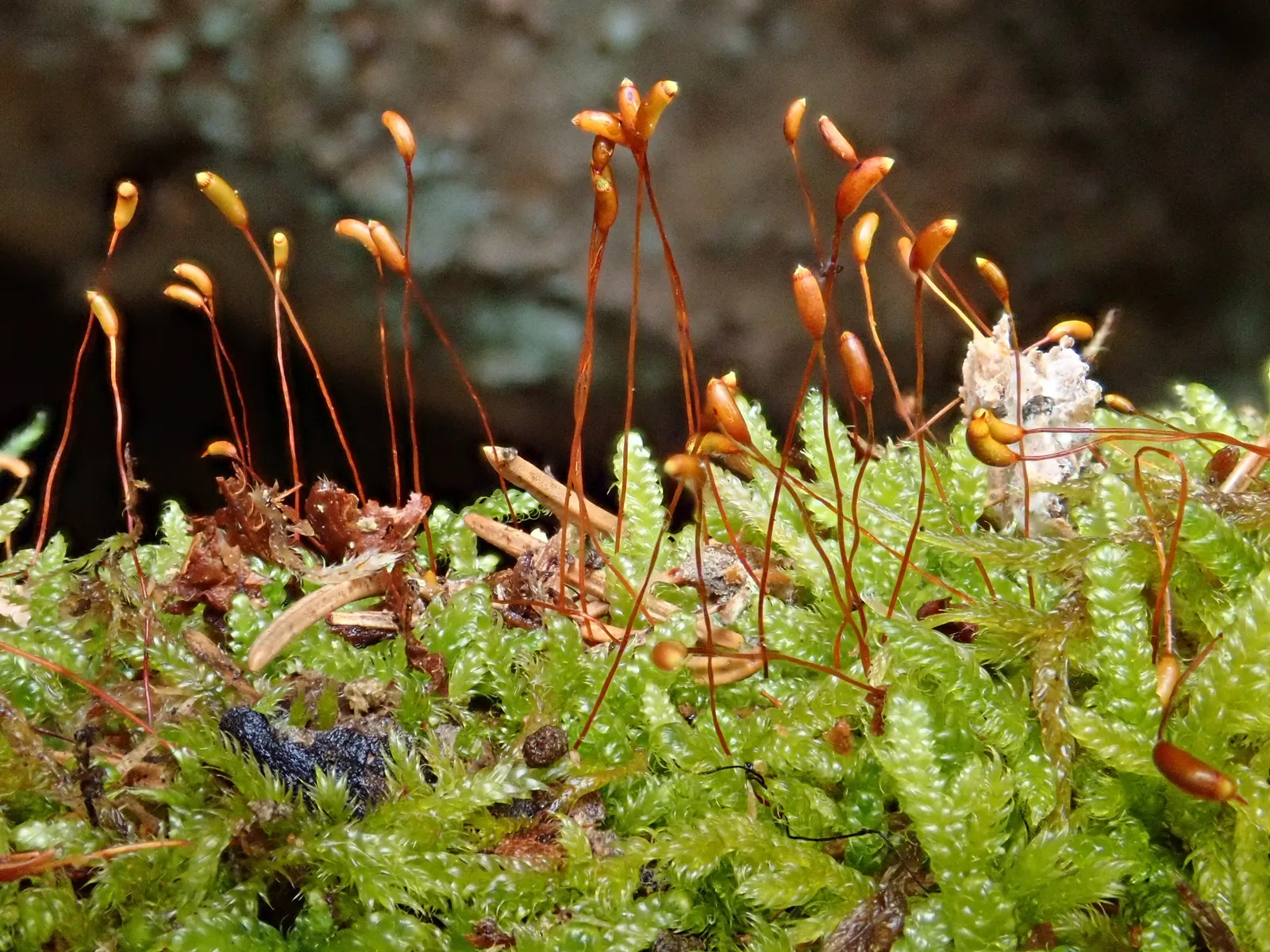 Moss Cypress (Chamaecyparis pisifera 'Squarrosa') — It could also integrate effectively into mixed borders and conifer collections