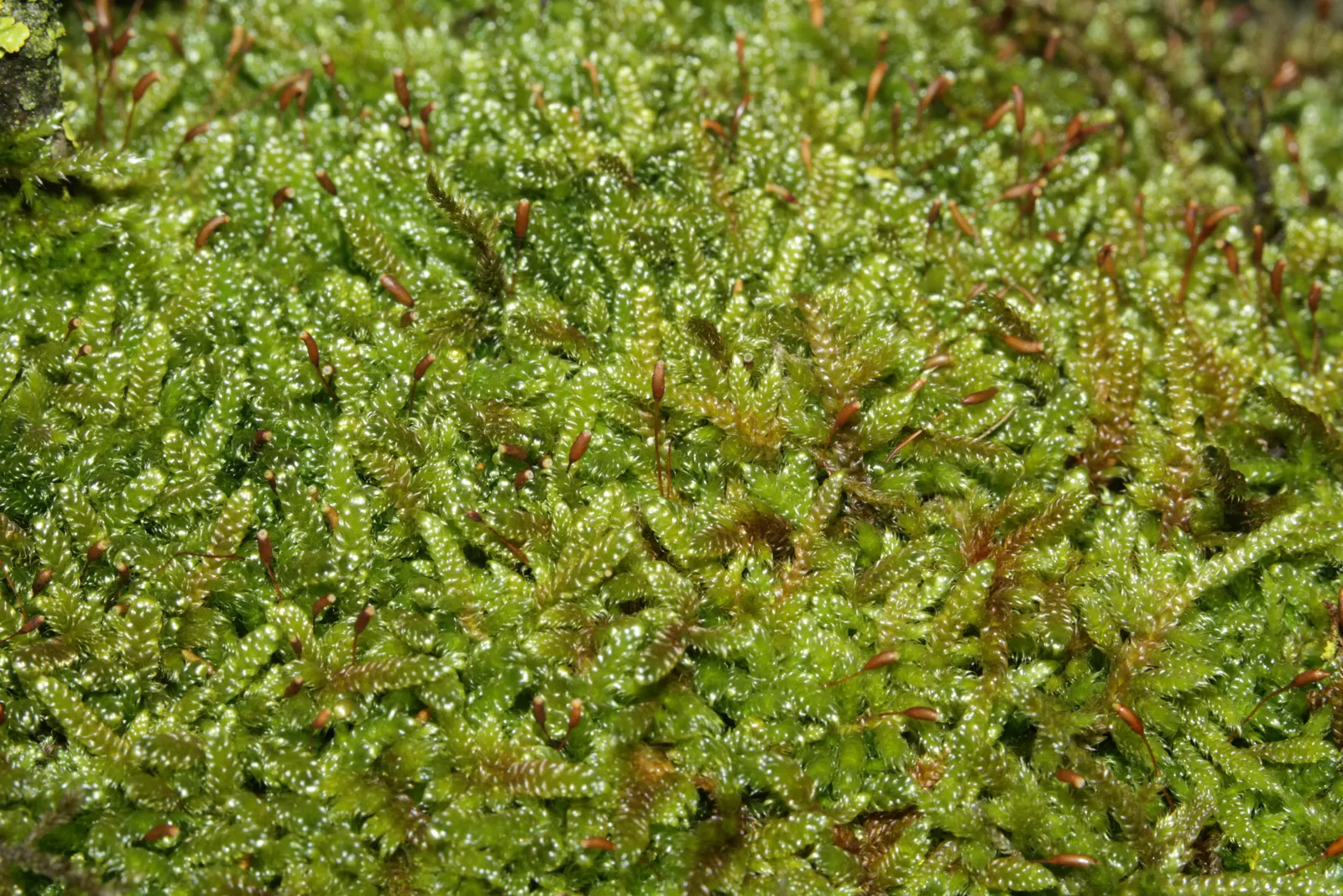 Moss Cypress (Chamaecyparis pisifera 'Squarrosa') — Maturing to 10-12 feet tall and 8-10 feet wide, it thrives best in USDA zones 4-8