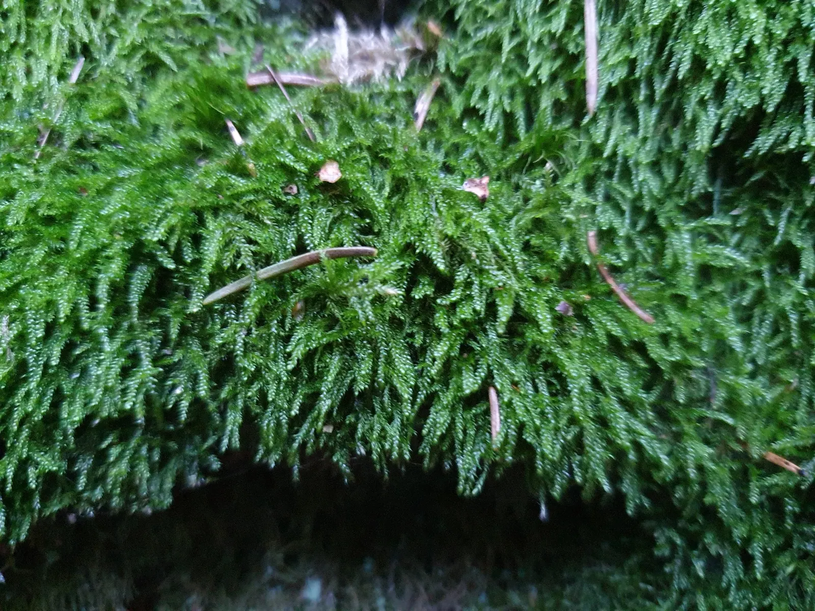 Moss Cypress (Chamaecyparis pisifera 'Squarrosa') — conifer / shrub for full; it could also integrate effectively into mixed borders and conifer, image 66