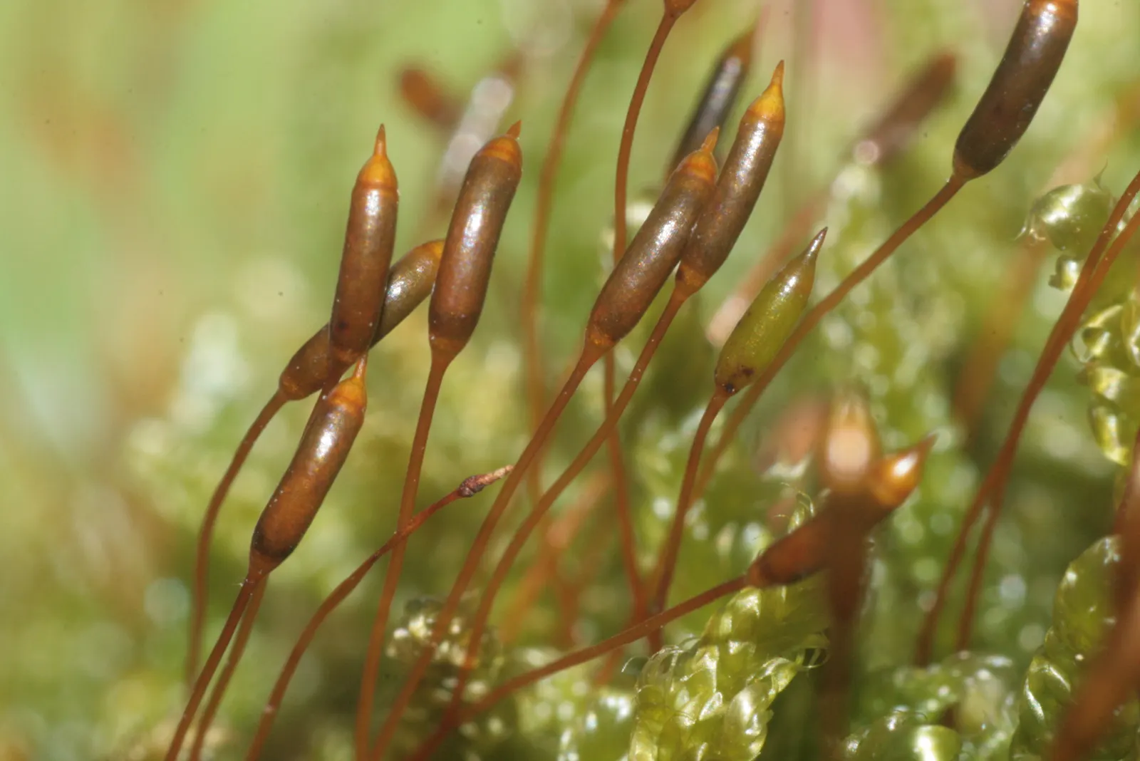 Moss Cypress (Chamaecyparis pisifera 'Squarrosa') — It could also integrate effectively into mixed borders and conifer collections; the Moss, image 63