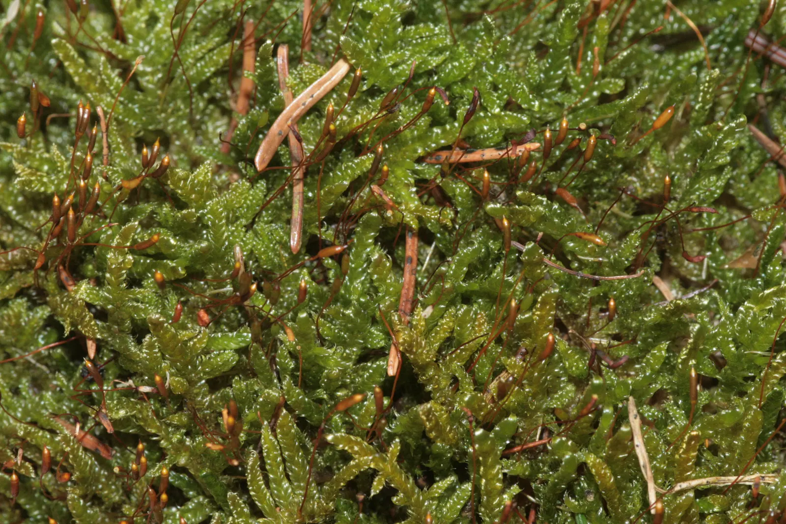 Moss Cypress (Chamaecyparis pisifera 'Squarrosa') — as it keeps its shape without the need for regular pruning.<br><br>In a landscape design