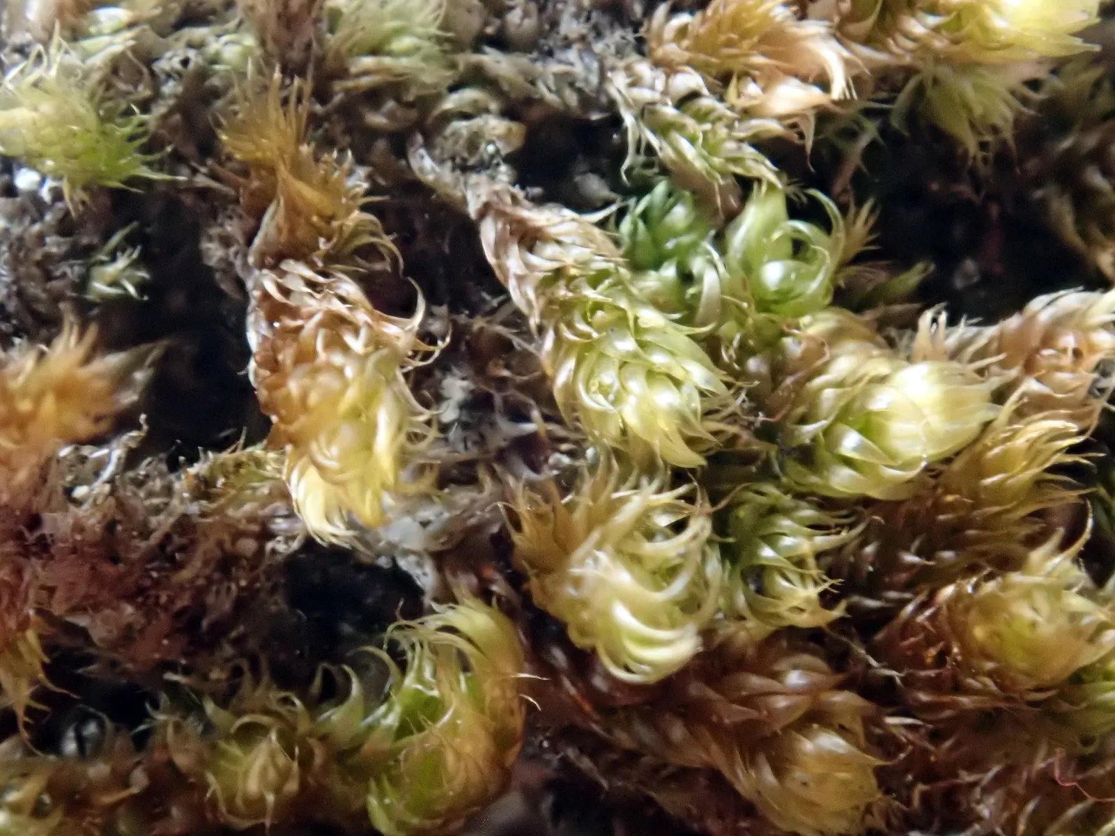 Moss Cypress (Chamaecyparis pisifera 'Squarrosa') — showcasing its unique texture and color; it prefers well-draining soil, though it is moderately, image 62