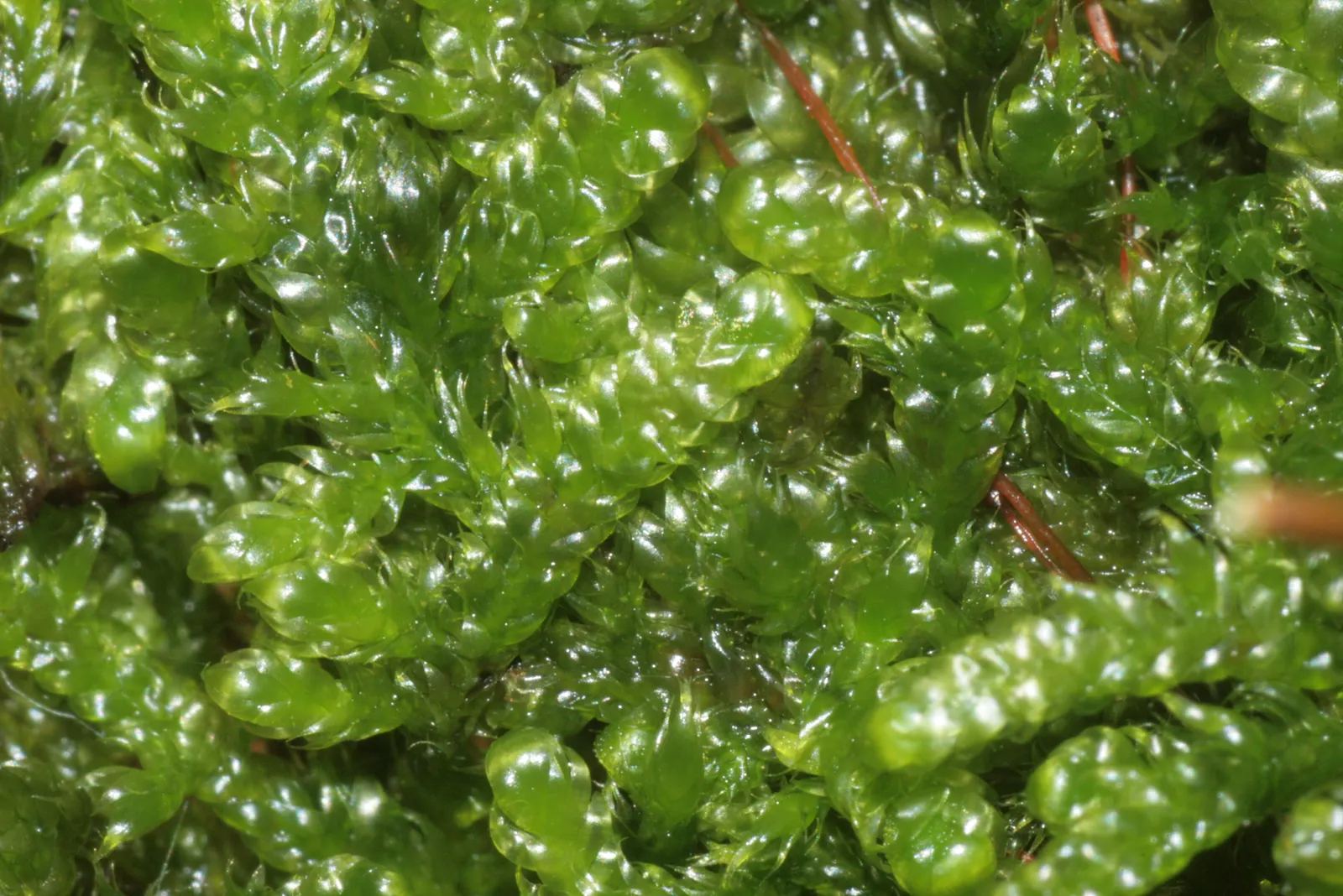 Moss Cypress (Chamaecyparis pisifera 'Squarrosa') — moss-like foliage make it a prominent feature that will enrich the landscape for years to come; the Moss