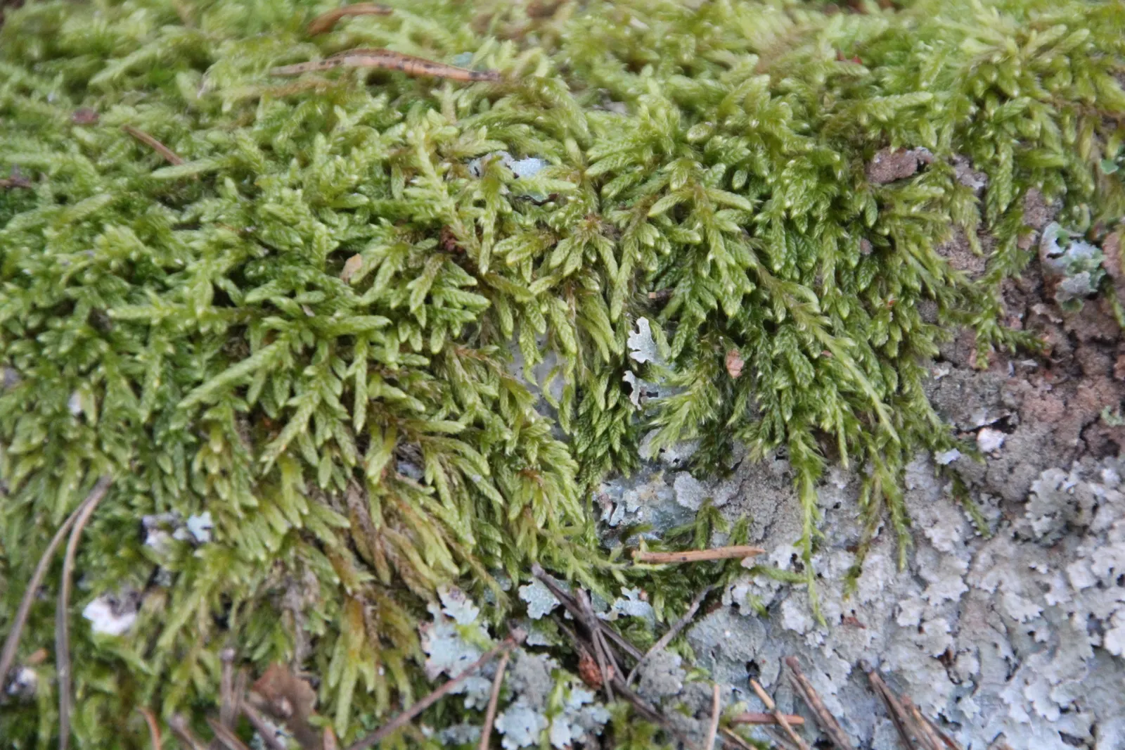 Moss Cypress (Chamaecyparis pisifera 'Squarrosa') — 'Squarrosa,' is a striking evergreen conifer featuring blue-green; with a spread of, image 46
