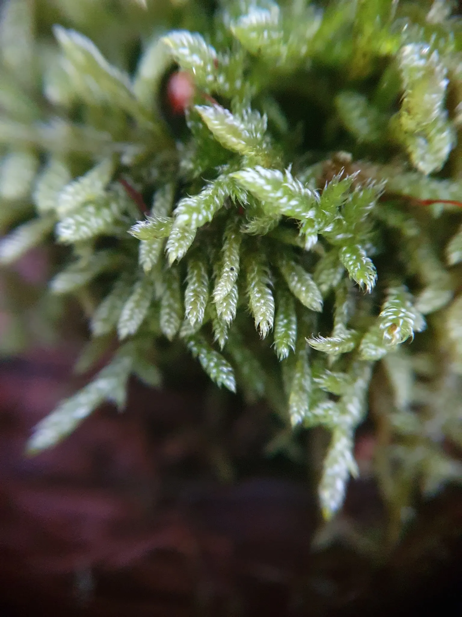 Moss Cypress (Chamaecyparis pisifera 'Squarrosa') — Regular watering helps establish its extensive root system, ensuring robust growth and health, image 72