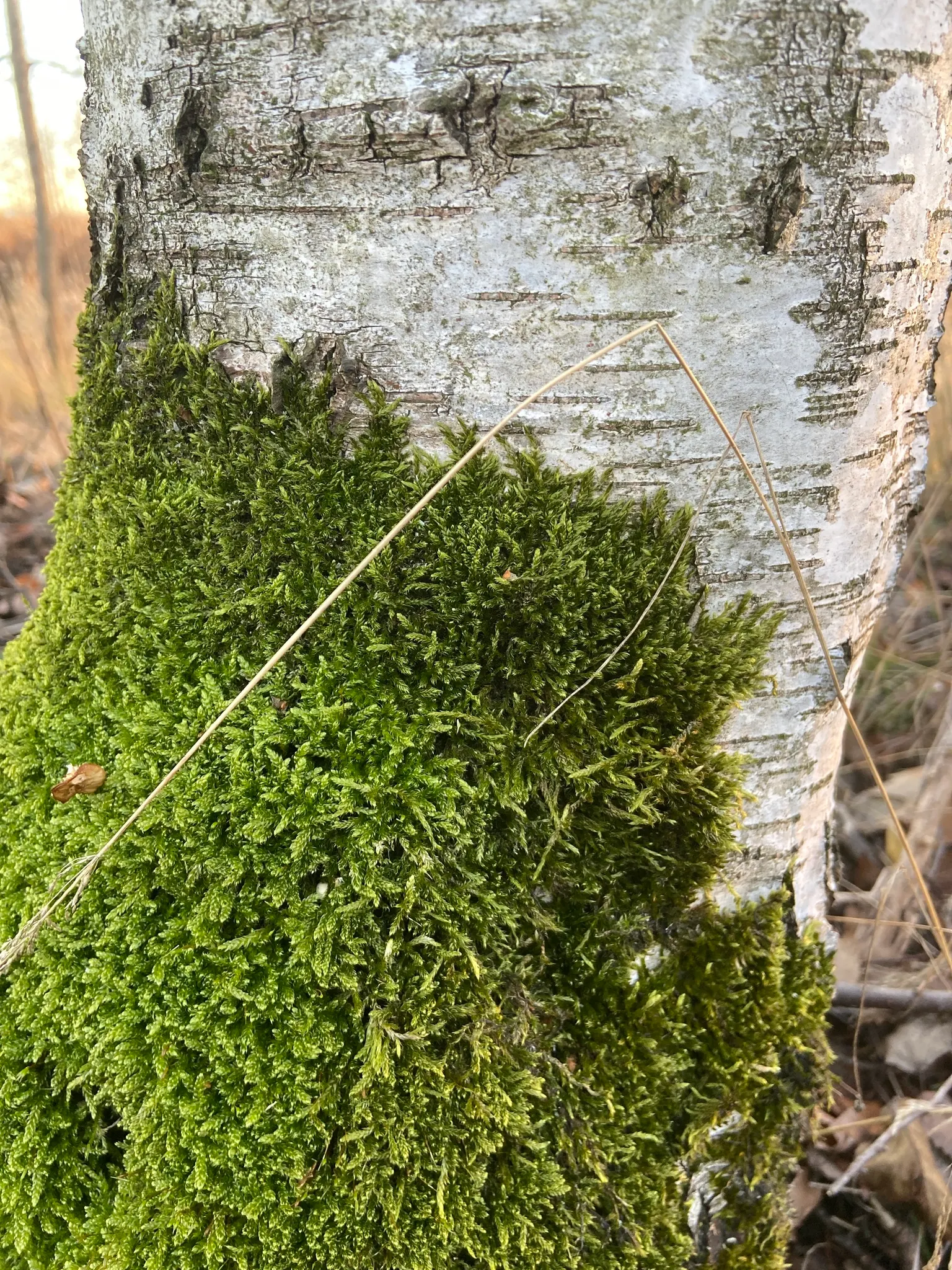 Moss Cypress (Chamaecyparis pisifera 'Squarrosa') — the plant typically reaches heights of 6 to 8 feet; the Moss Cypress, Chamaecyparis p, image 54