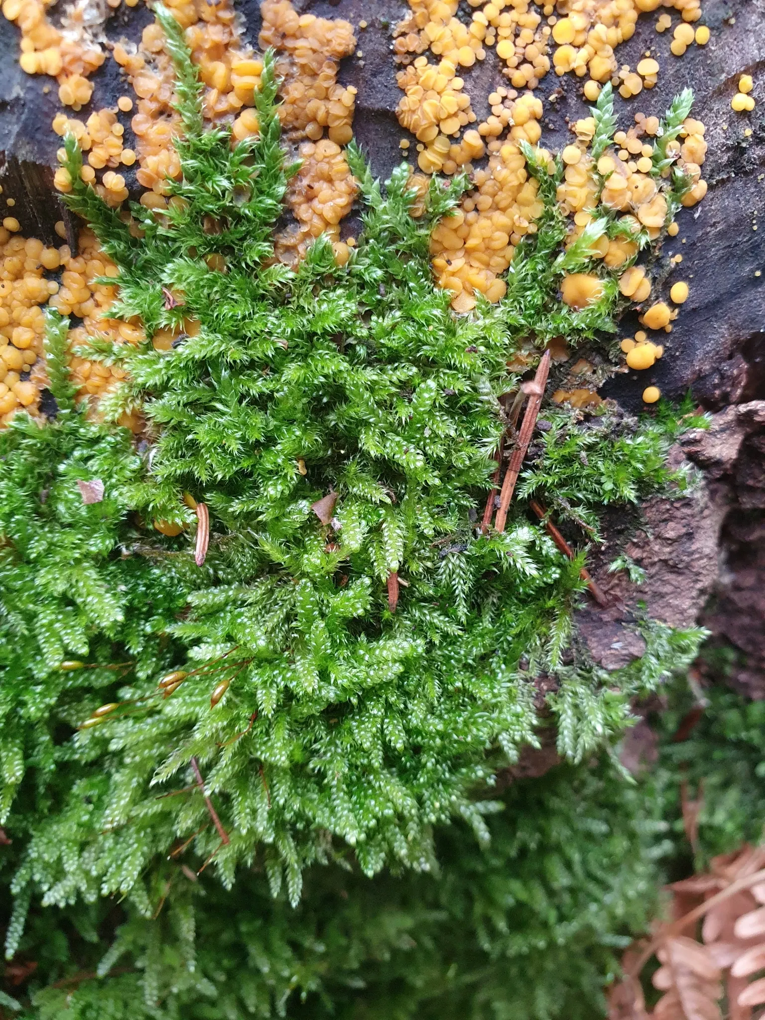 Moss Cypress (Chamaecyparis pisifera 'Squarrosa') — showcasing its unique texture and color; it prefers well-draining soil, though it is moderately adaptable