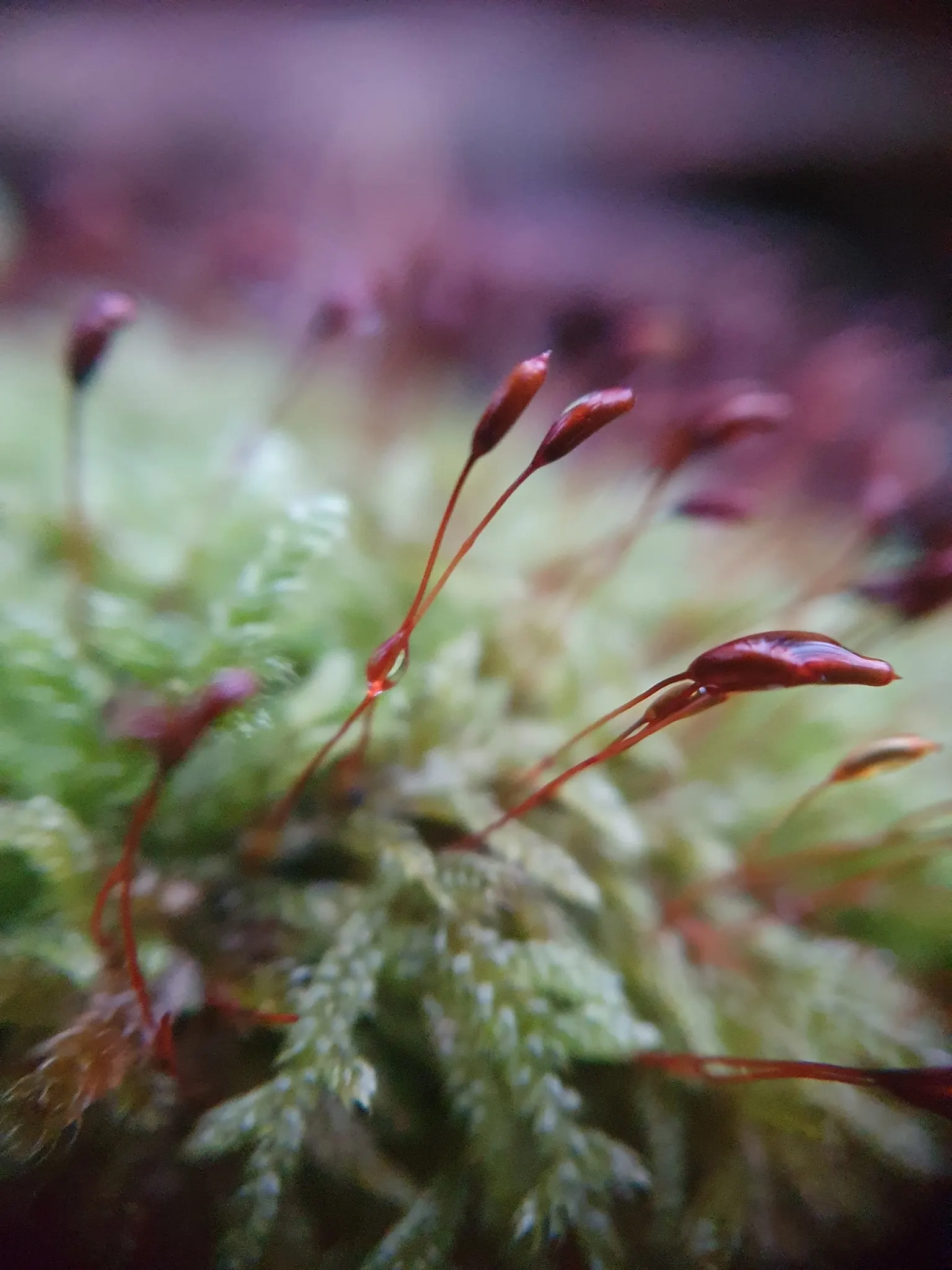 Moss Cypress (Chamaecyparis pisifera 'Squarrosa') — It prefers well-draining soil, though it is moderately adaptable to different soil types
