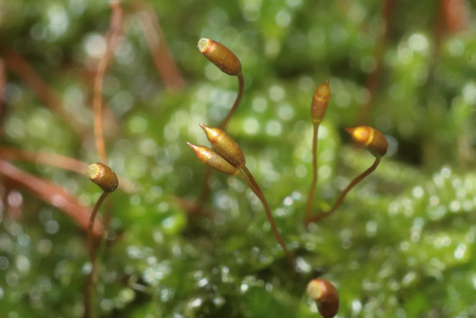 Moss Cypress (Chamaecyparis pisifera 'Squarrosa') — scientifically known as Chamaecyparis pisifera 'Squarrosa'; 'Squarrosa,' is a striking evergreen conifer