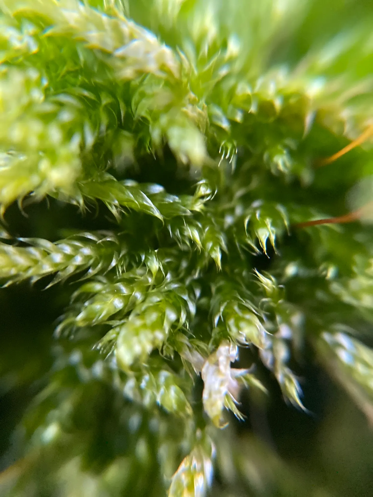 Moss Cypress (Chamaecyparis pisifera 'Squarrosa') — Regular watering is essential when the tree is establishing; scientifically known as Chamaecyparis pisifera
