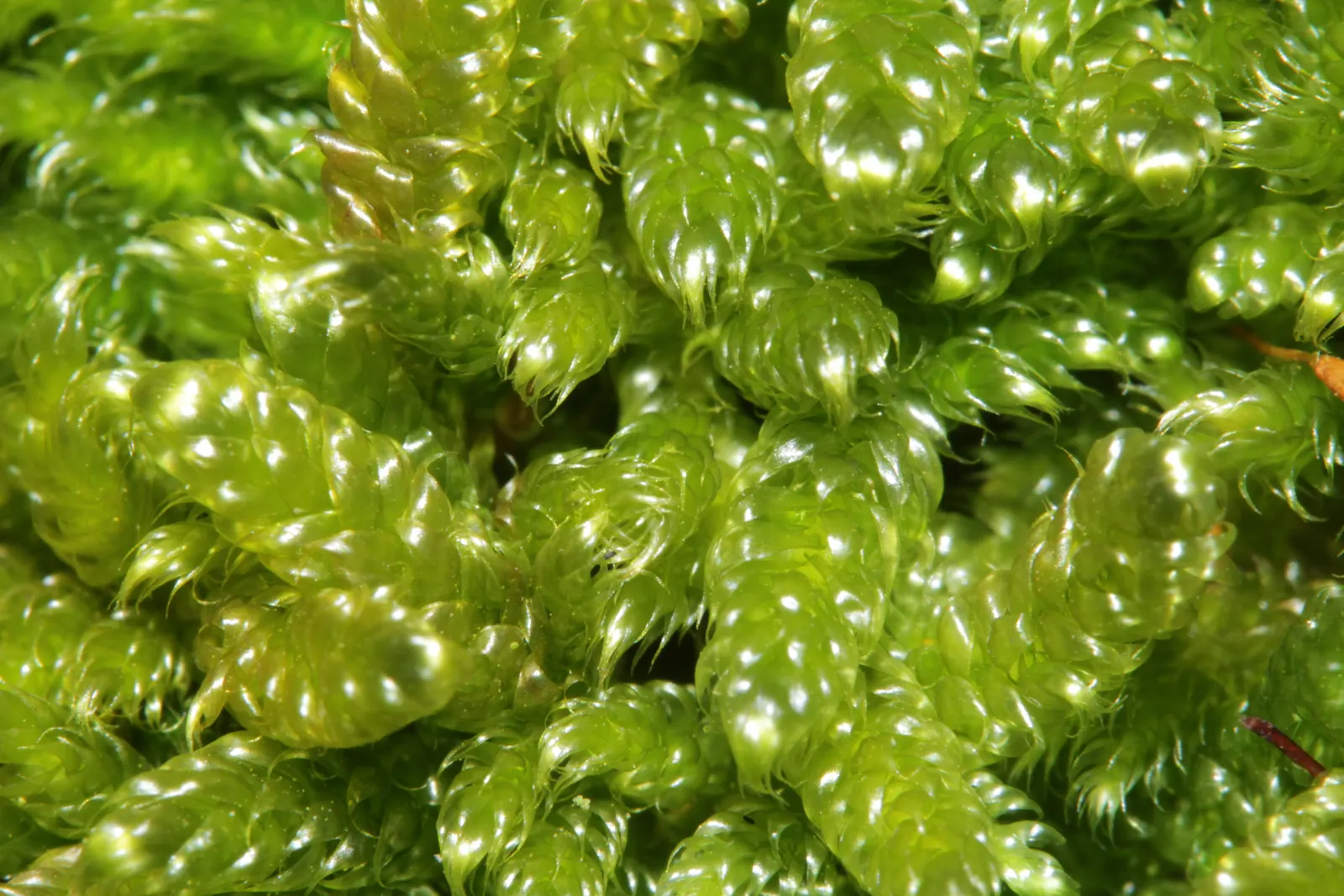 Moss Cypress (Chamaecyparis pisifera 'Squarrosa') — Regular watering helps establish its extensive root system, ensuring robust growth and health, image 50