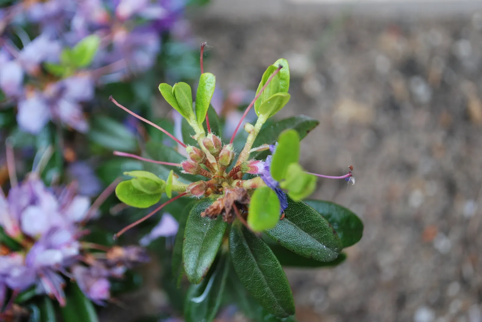 Blue Rhododendron (Rhododendron Impeditum) — but also a low-maintenance choice; prized for its stunning blue-purple flowers