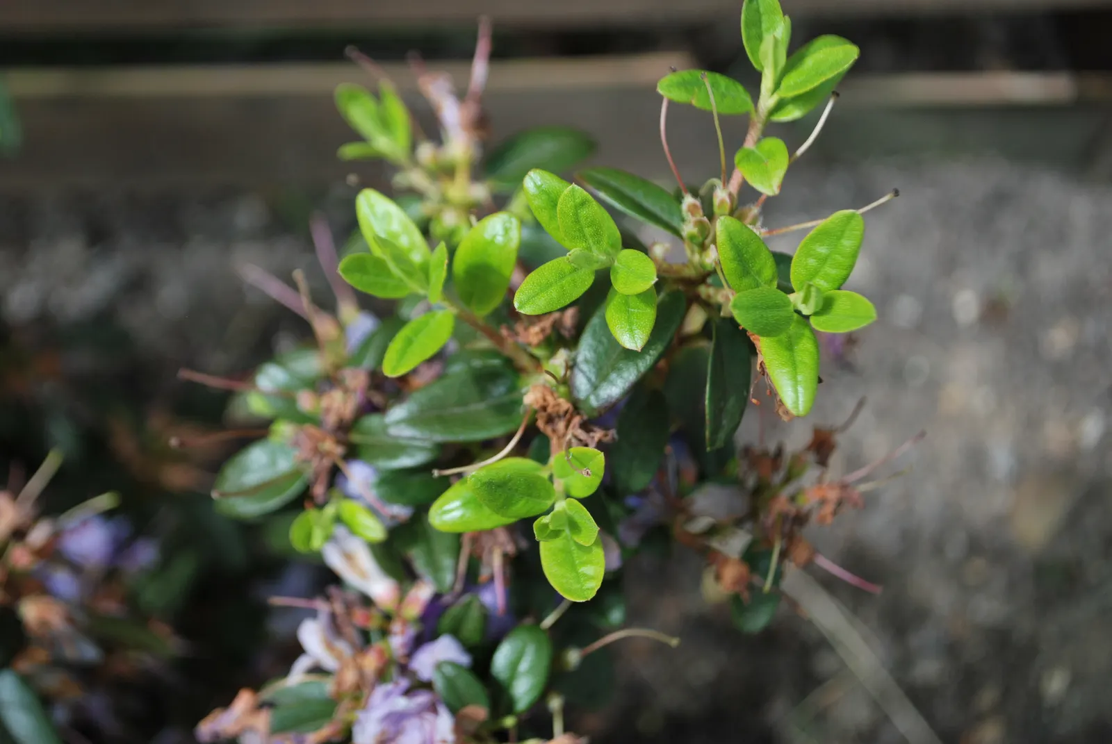 Blue Rhododendron (Rhododendron Impeditum) — this species thrives in well-drained, image 41