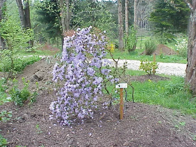 Blue Rhododendron (Rhododendron Impeditum) — It performs best when planted in a location that receives dappled sun or part shade; its slow growth and dwarf