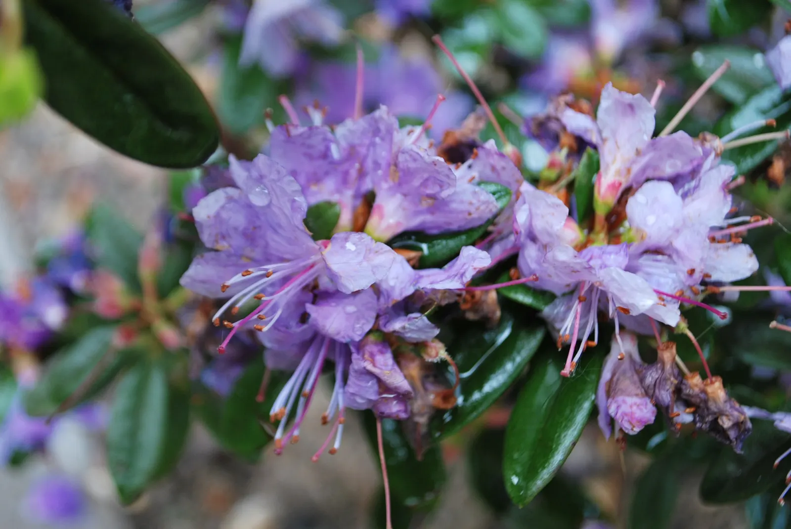 Blue Rhododendron (Rhododendron Impeditum) — This plant's evergreen nature provides year-round interest; especially sheltered from harsh afternoon sun to