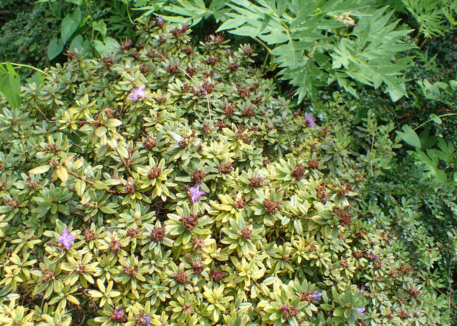 Blue Rhododendron (Rhododendron Impeditum) — Ideal for small gardens and containers, it requires partial shade and well-drained soil, image 59