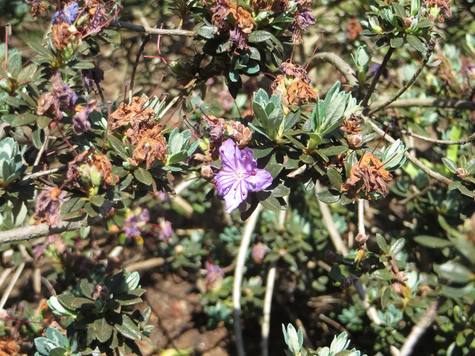 Blue Rhododendron (Rhododendron Impeditum) — The Blue Rhododendron (Rhododendron impeditum) is a dwarf evergreen shrub