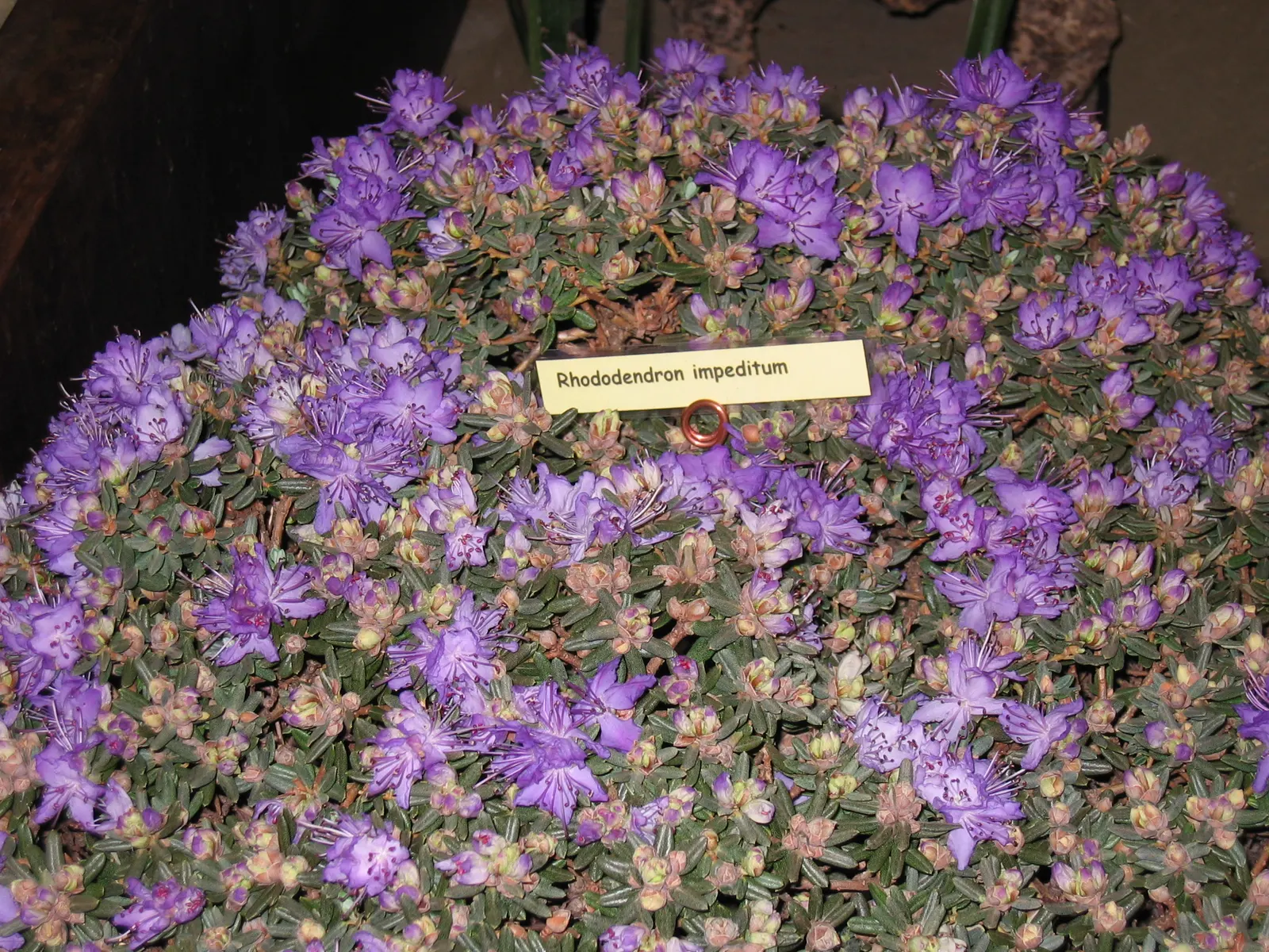 Blue Rhododendron (Rhododendron Impeditum) — prized for its stunning blue-purple flowers; the enchanting blossoms emerge in mid to late spring
