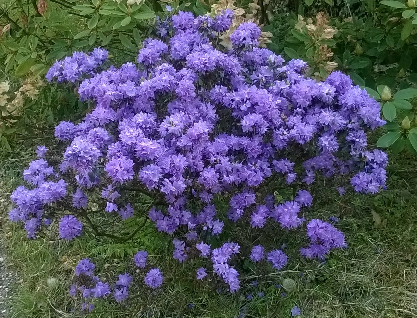 Blue Rhododendron (Rhododendron Impeditum) — shrub with blue and lavender blooms