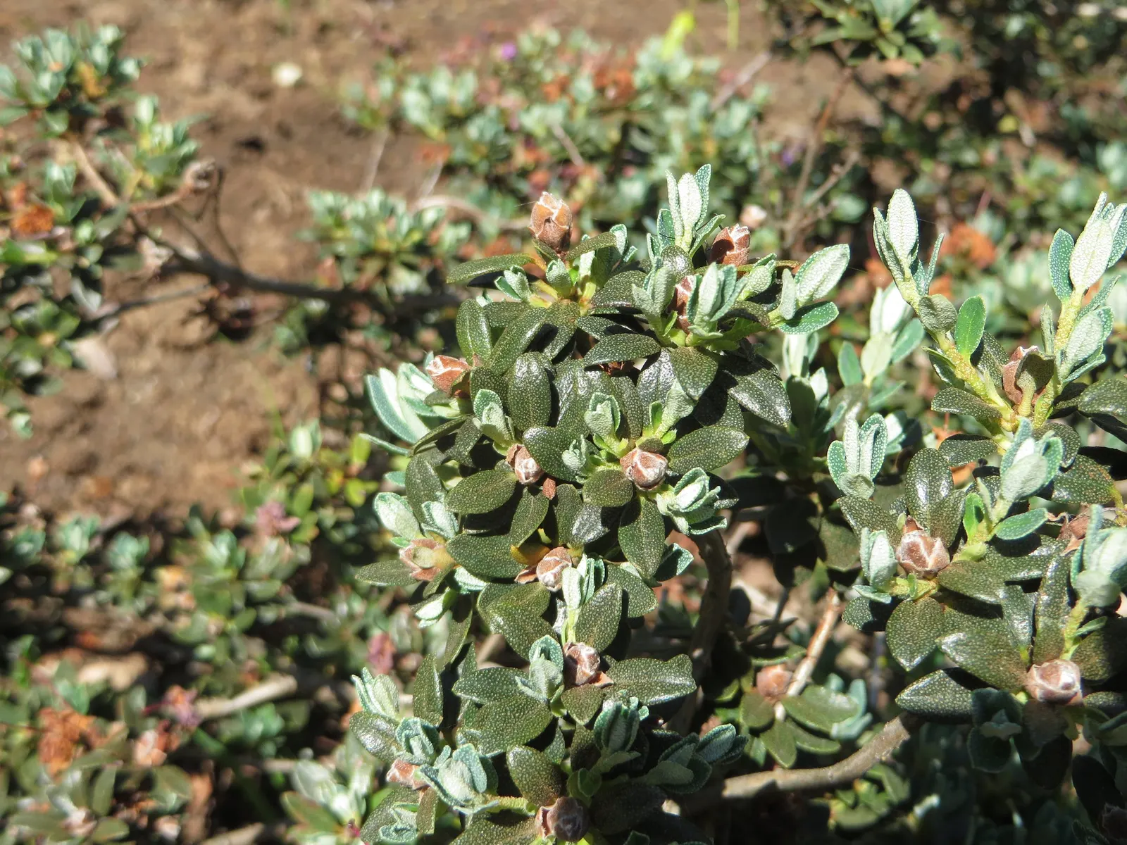 Blue Rhododendron (Rhododendron Impeditum) — shrub with blue and lavender blooms; consistent moisture is crucial