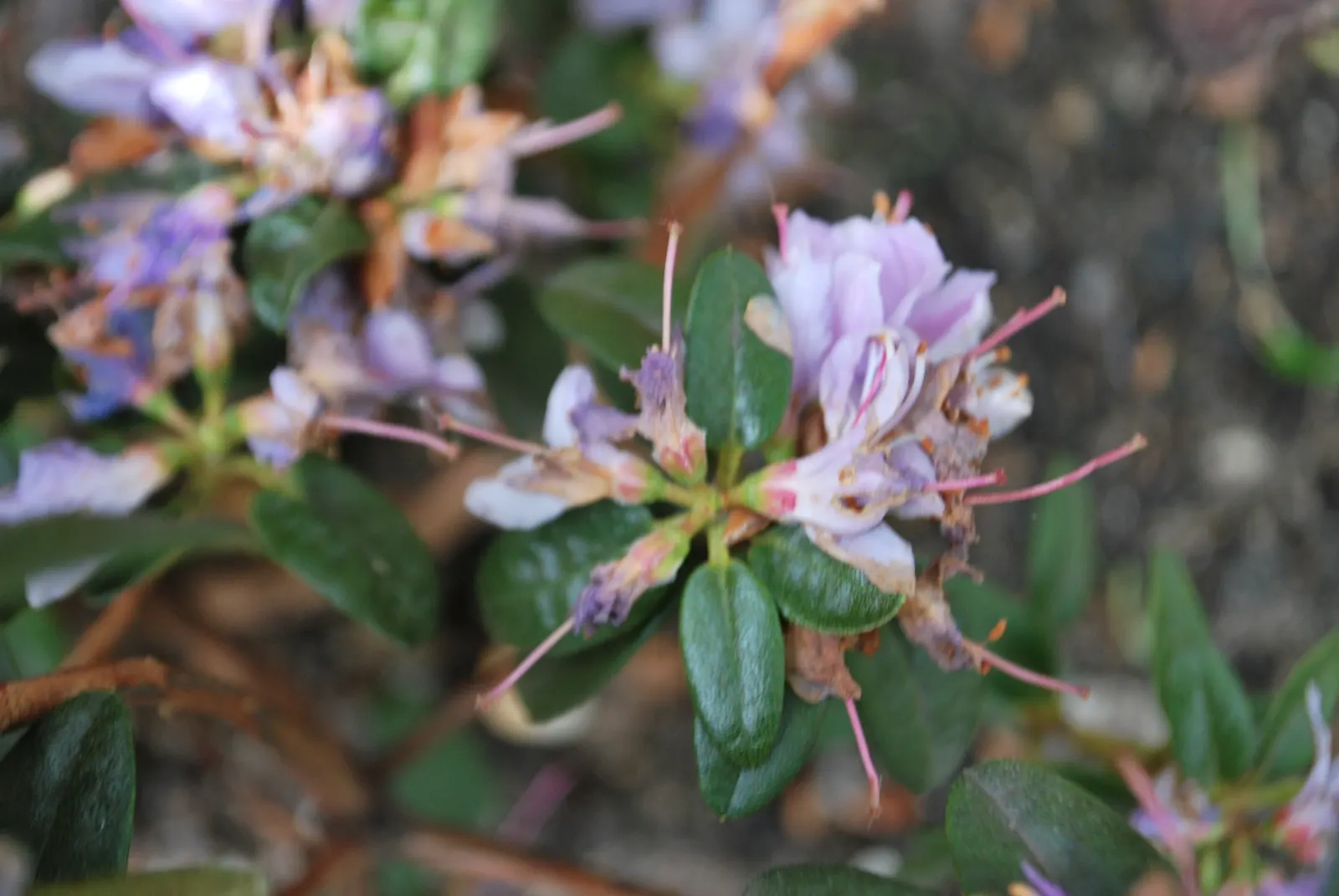 Blue Rhododendron (Rhododendron Impeditum) — shrub for half or shade; making it an excellent choice for gardeners who appreciate both beauty and ease of care