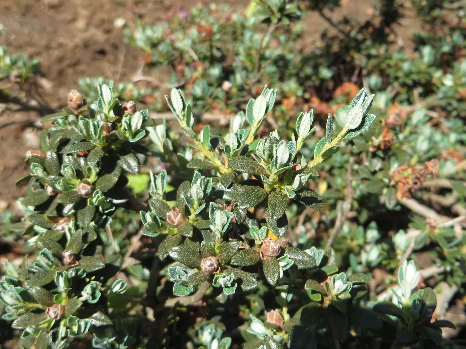 Blue Rhododendron (Rhododendron Impeditum) — creating a remarkable visual spectacle.<br><br>Hardy in USDA zones 5 through 7; scientifically named Rhododendron