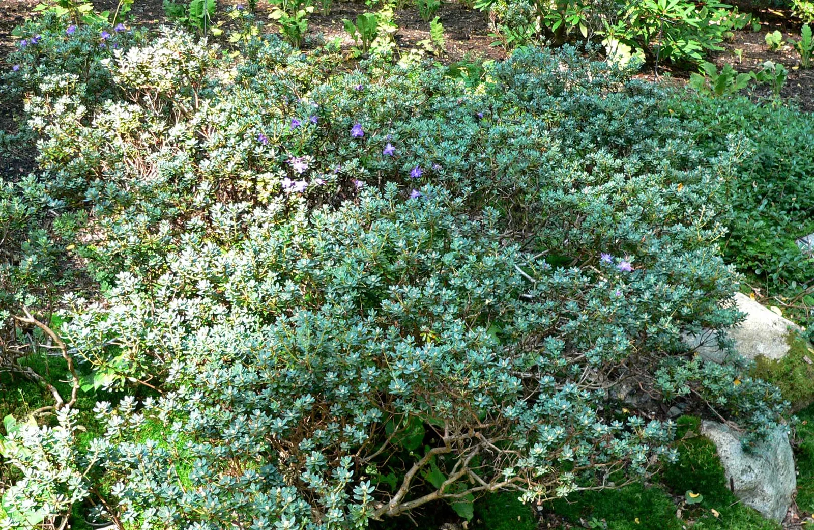 Blue Rhododendron (Rhododendron Impeditum) — Its slow growth and dwarf stature alleviate the need for frequent pruning