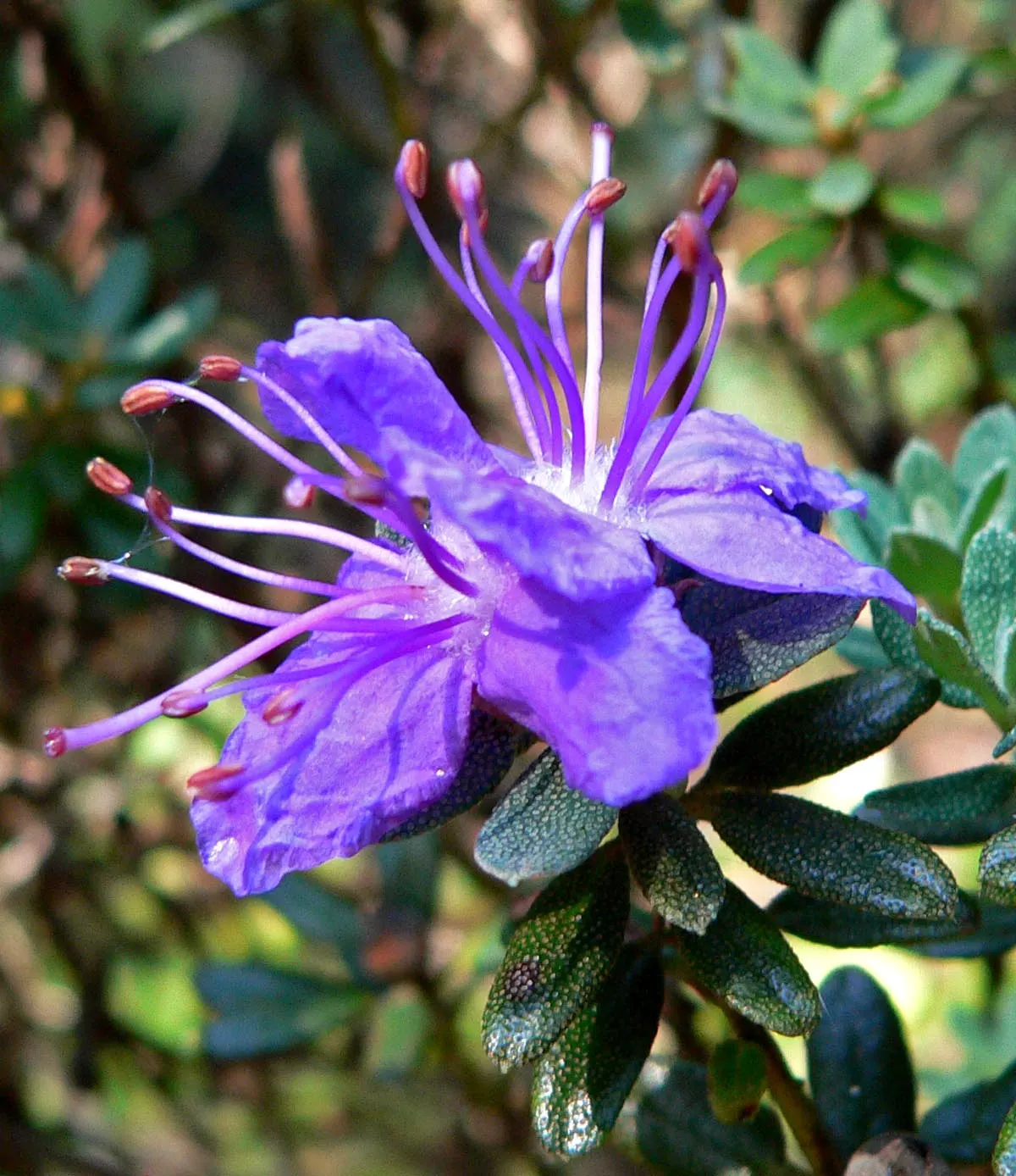 Blue Rhododendron (Rhododendron Impeditum) — shrub for half or shade