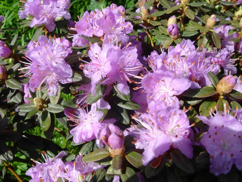 Blue Rhododendron (Rhododendron Impeditum) — the Blue Rhododendron is not only a stunning addition to their garden
