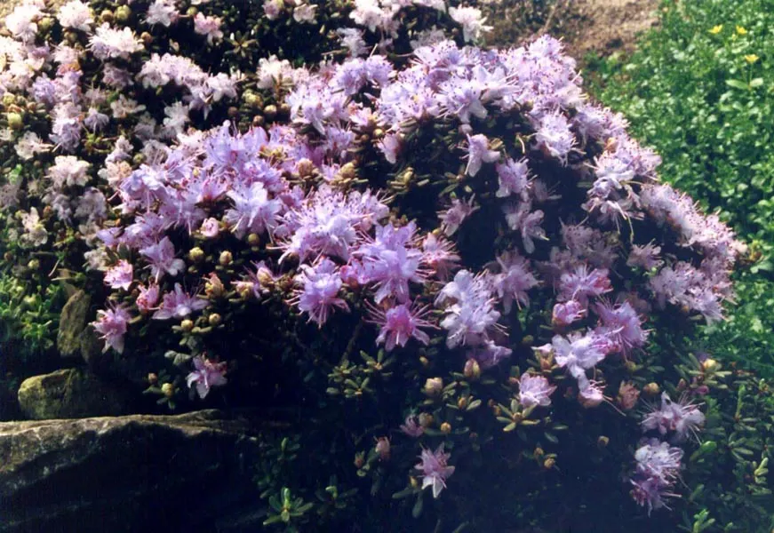 Blue Rhododendron (Rhododendron Impeditum) — blue and lavender flowers in the garden; the Blue Rhododendron provides a striking contrast against broader-leafed
